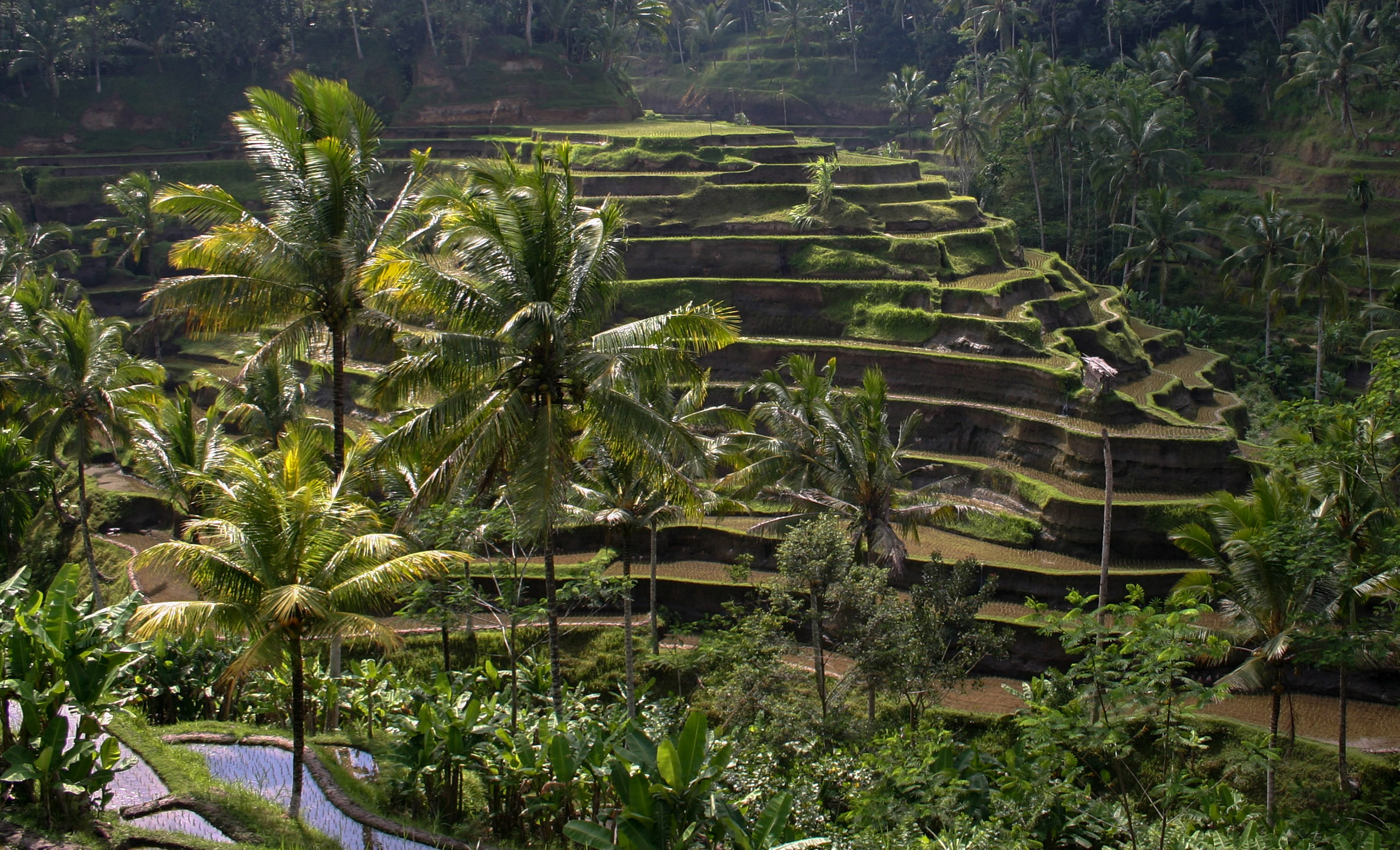 Risaie a Ubud - Bali