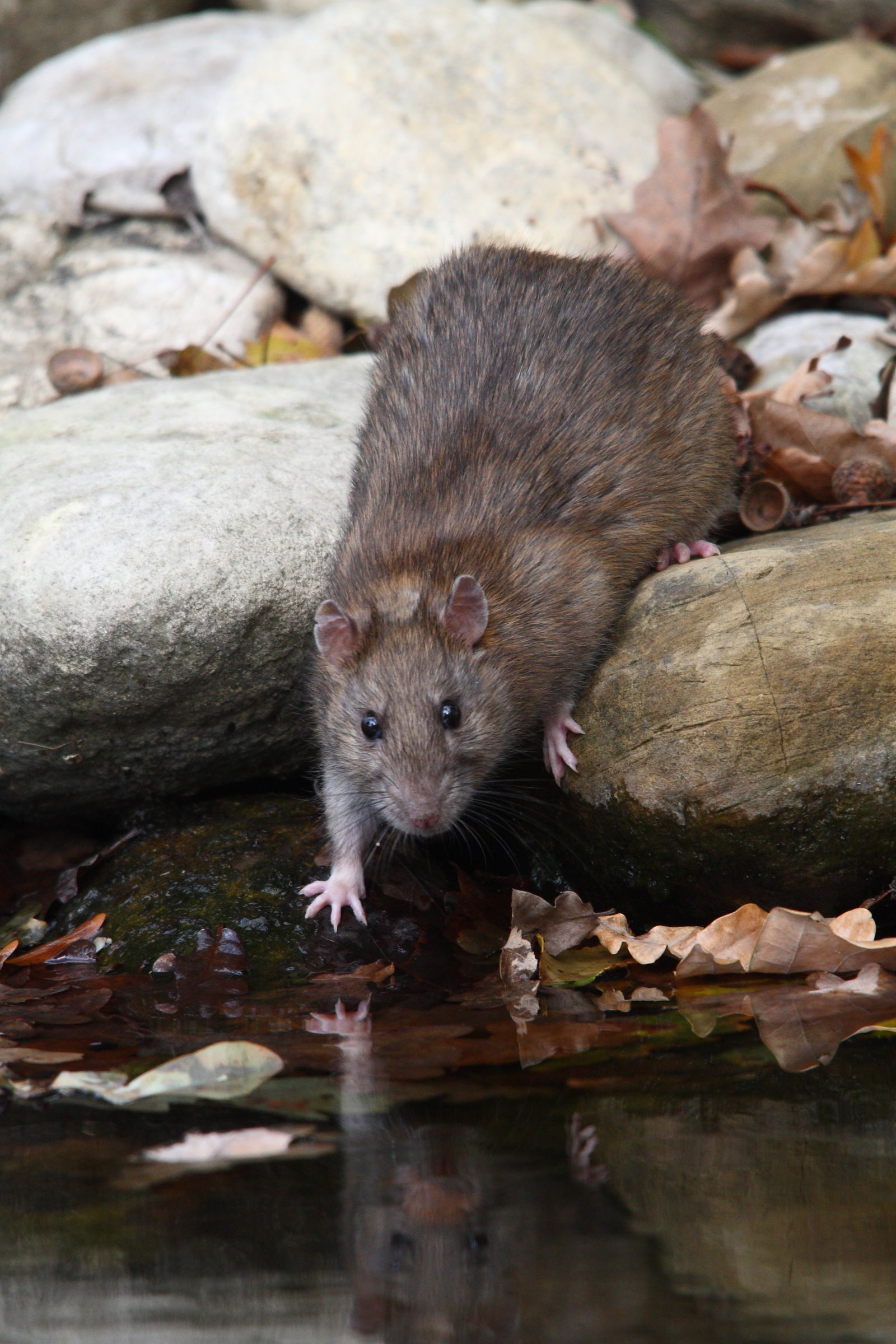 Un bellissimo roditore