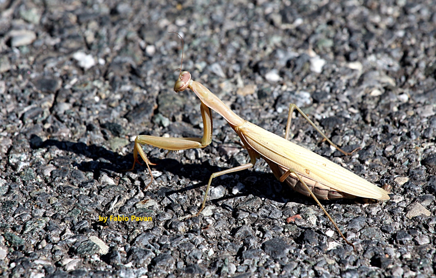 Mantis on the road ....