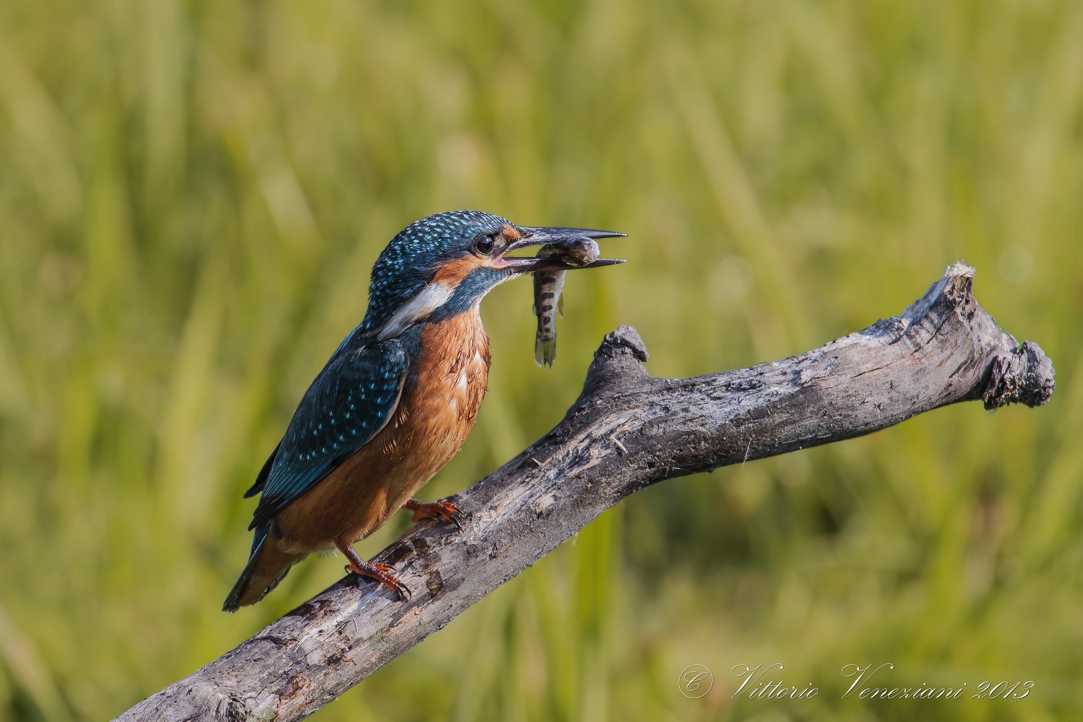 Kingfisher