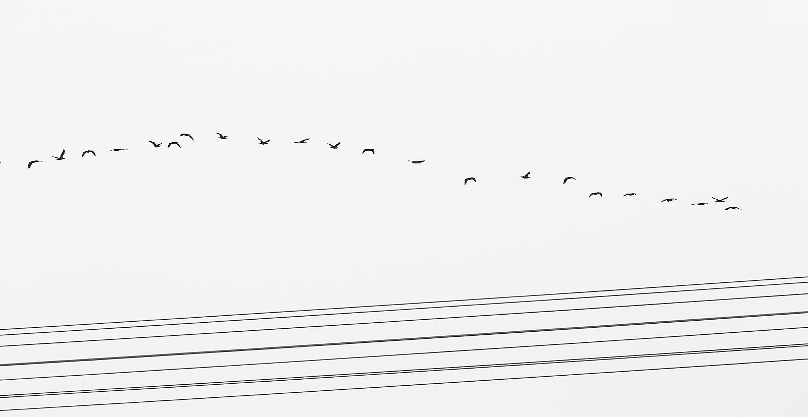 Linee curve - curved lines