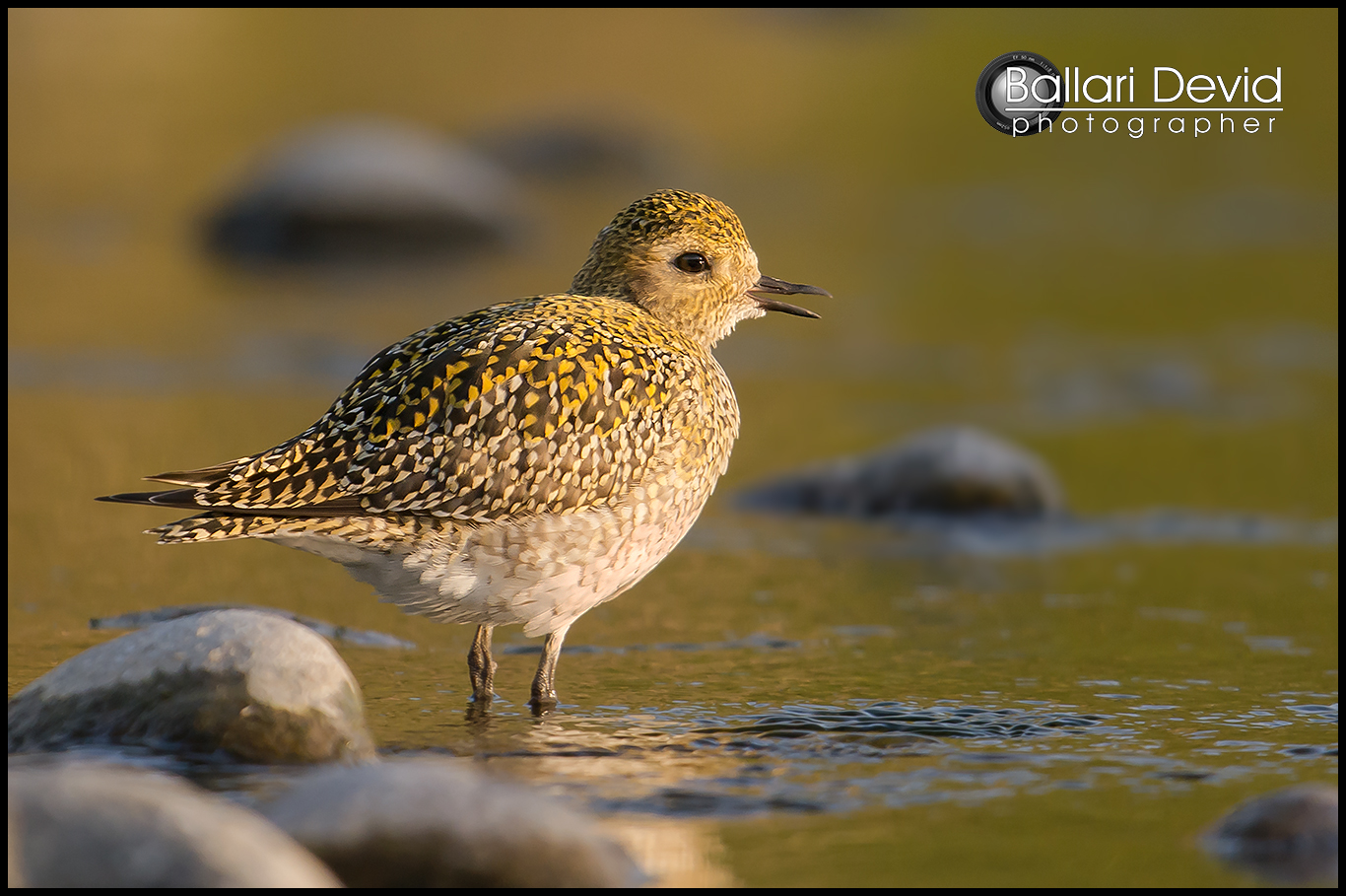 piviere dorato alle ultime luci