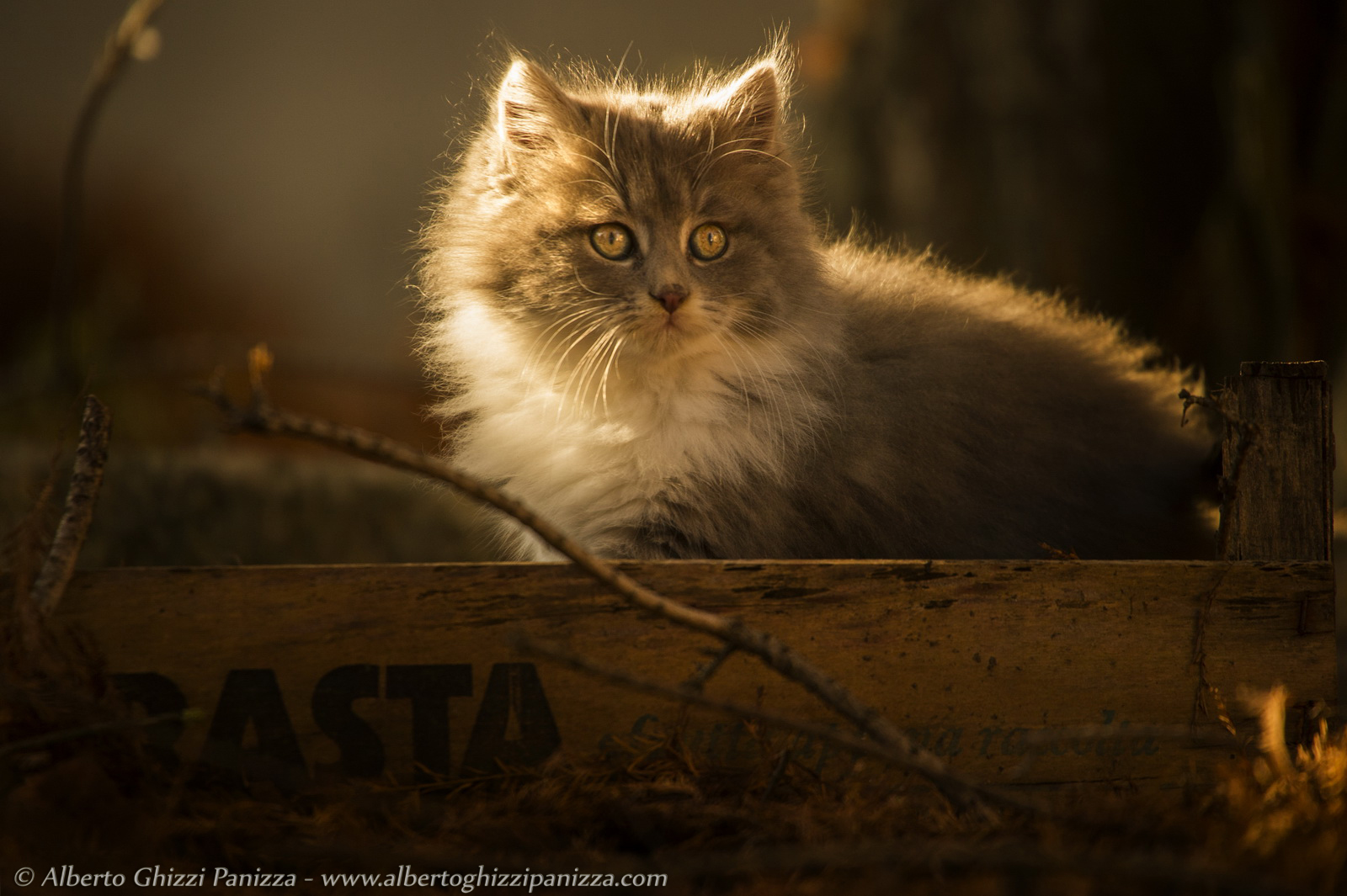 Mi nascondo nella cassetta