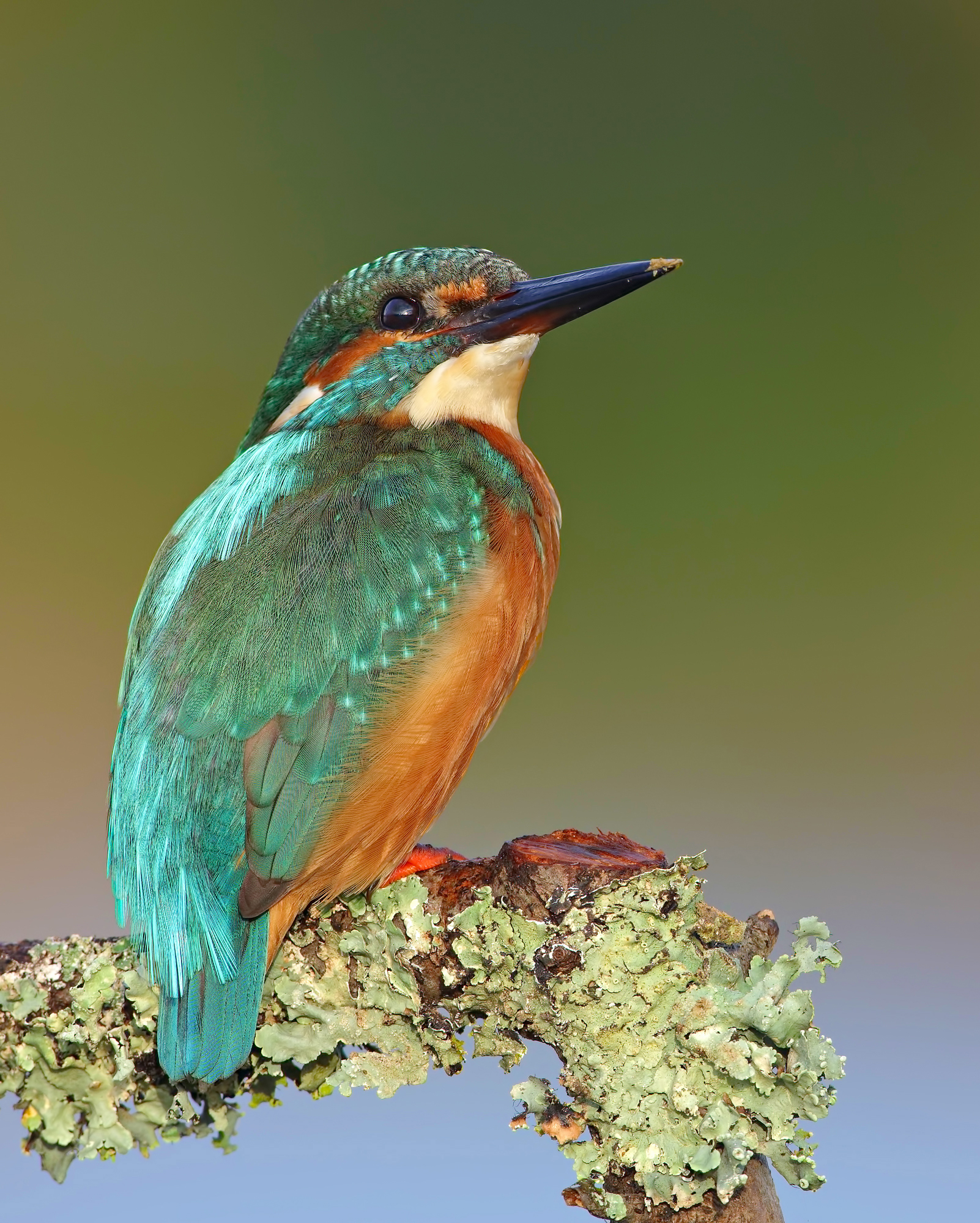 Luce dei miei occhi ( martin pescatore )