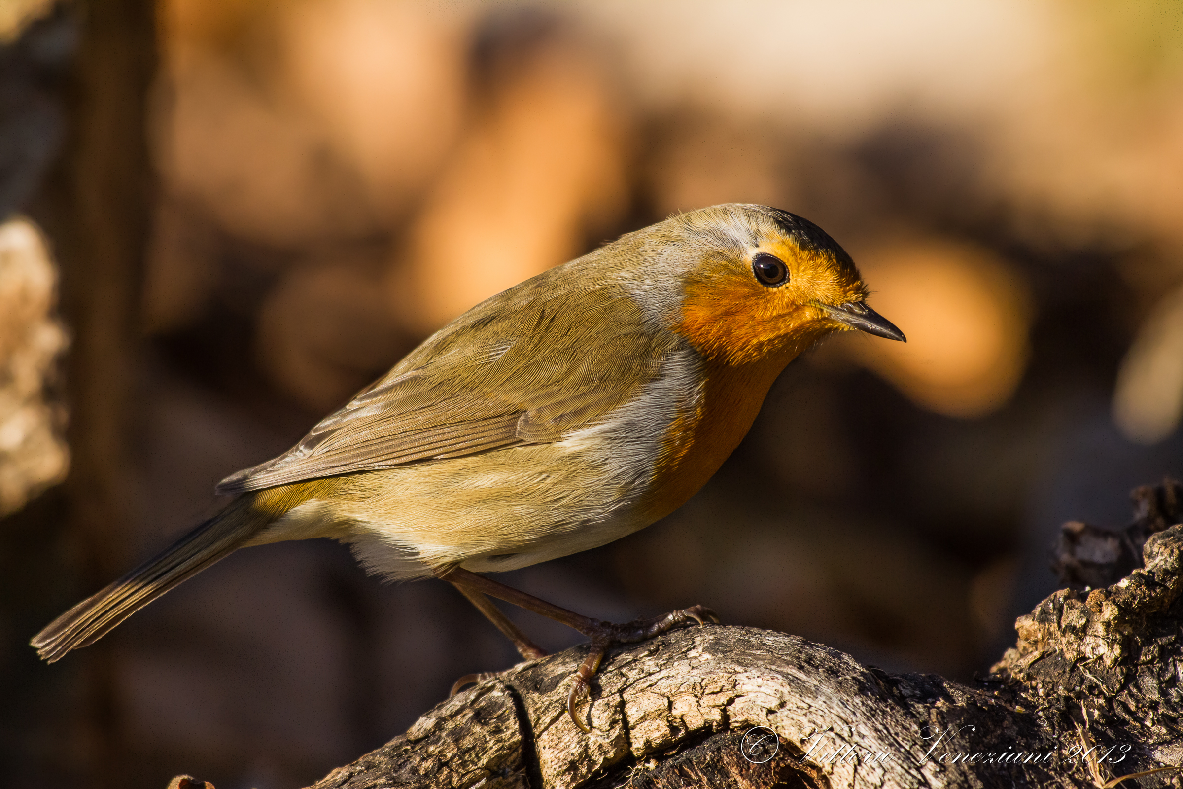 Pettirosso in giardino