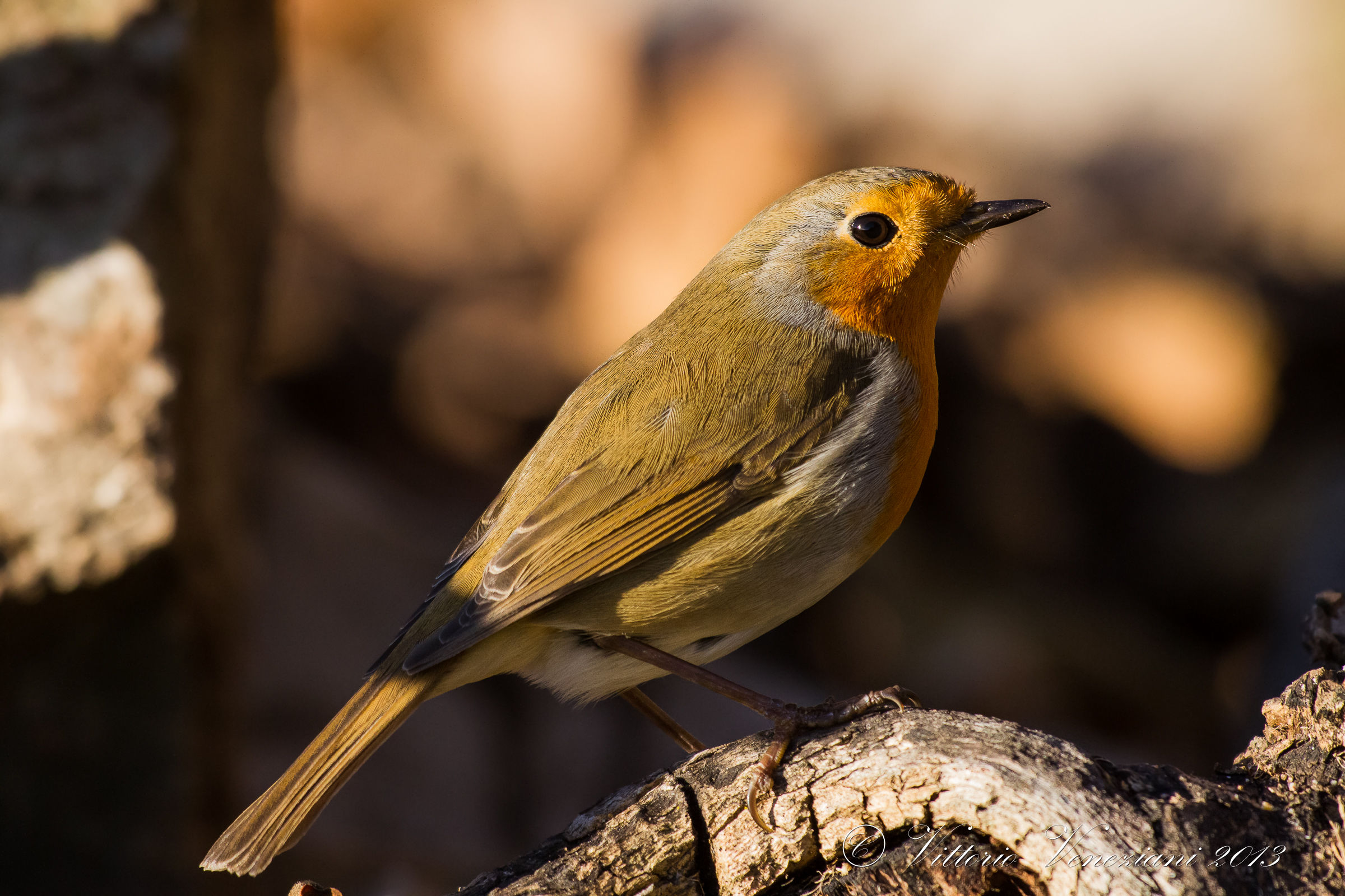 Pettirosso in giardino