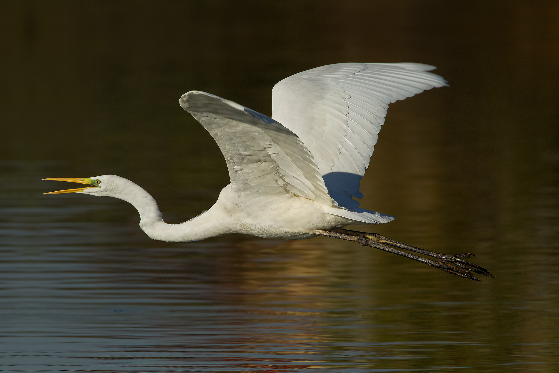 White Heron (No Crop)