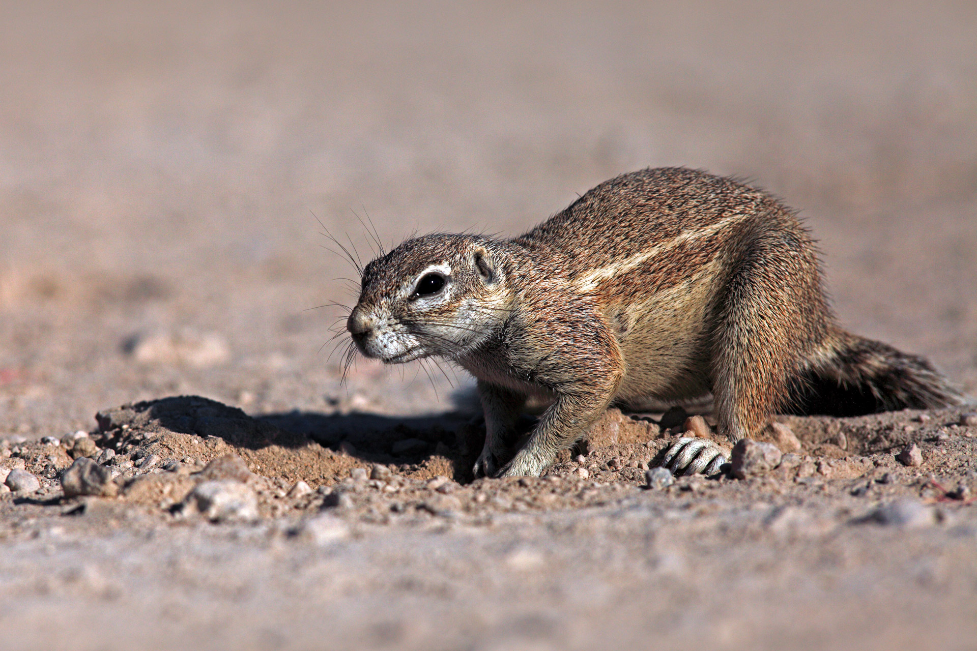 Namibia Squirrel II