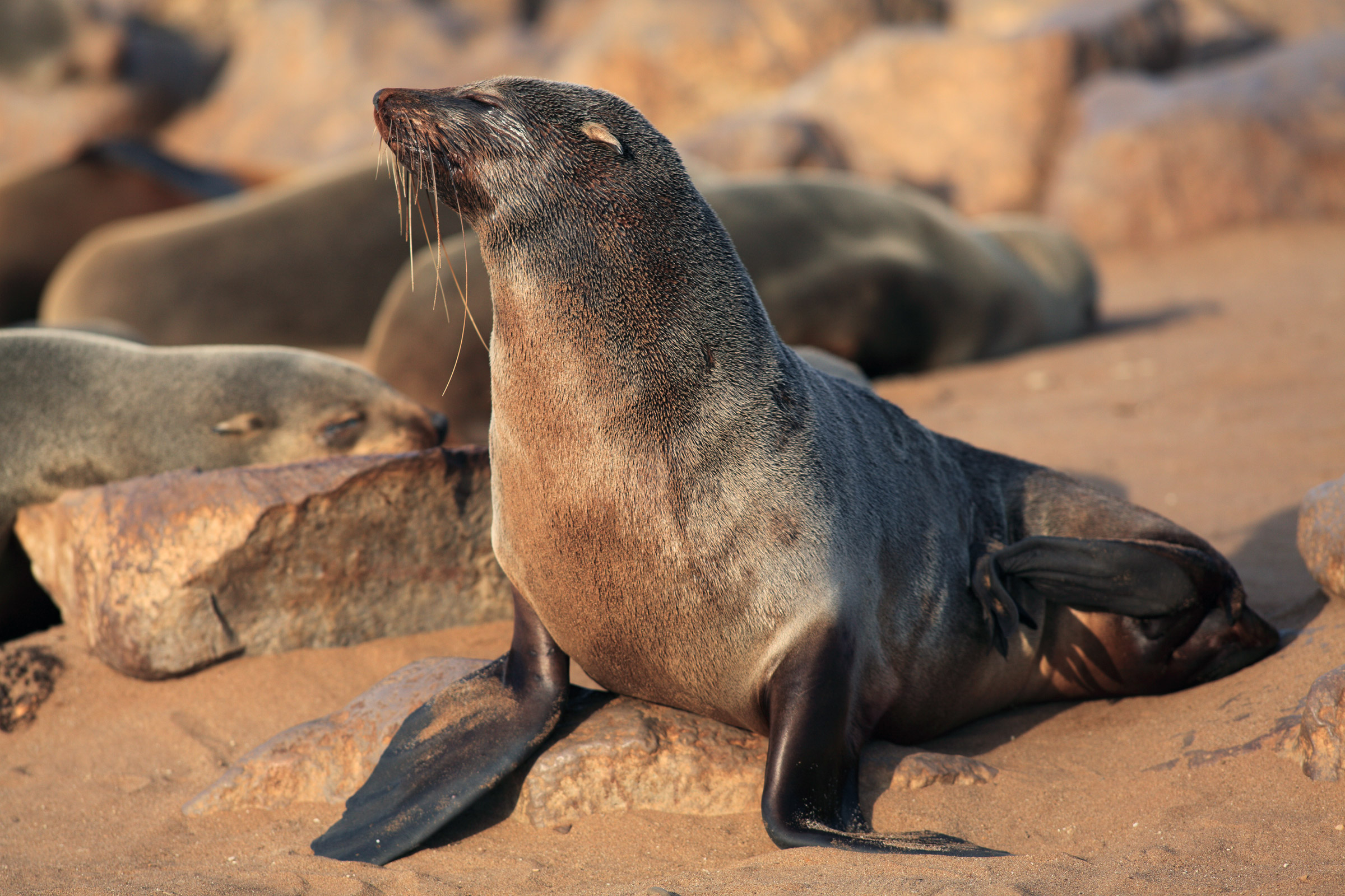 Sea lion