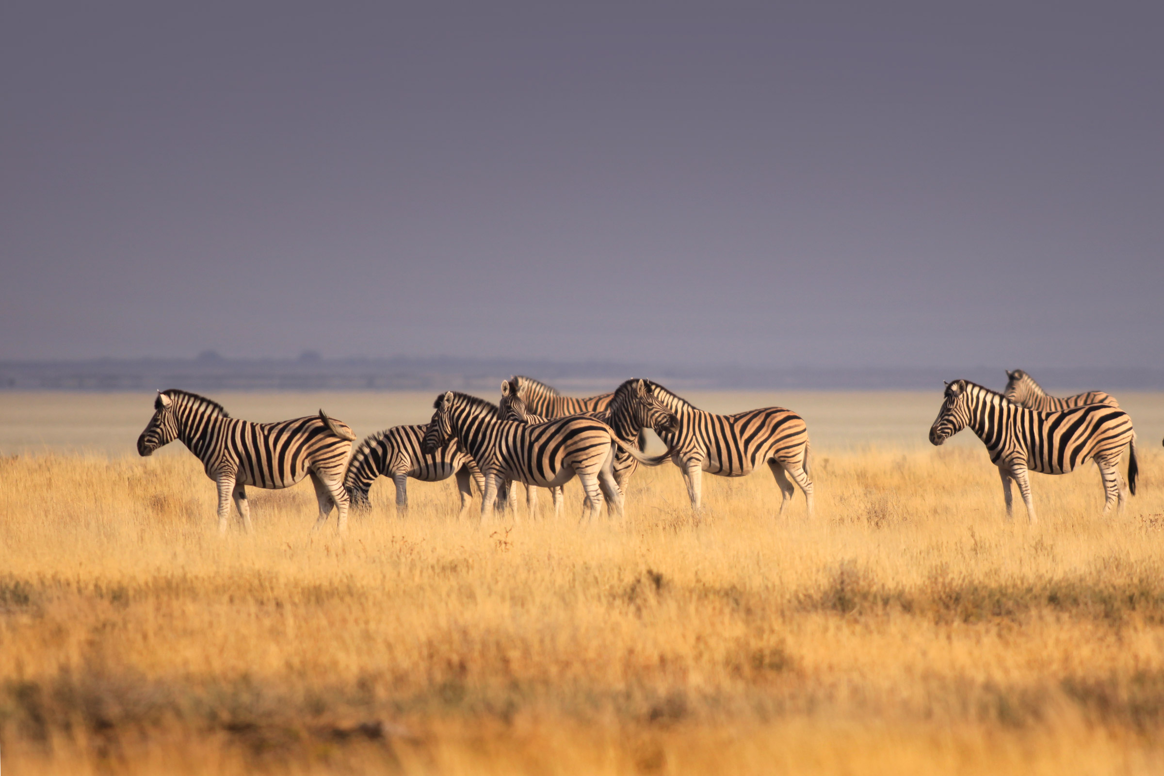 Luci del mattino Etosha
