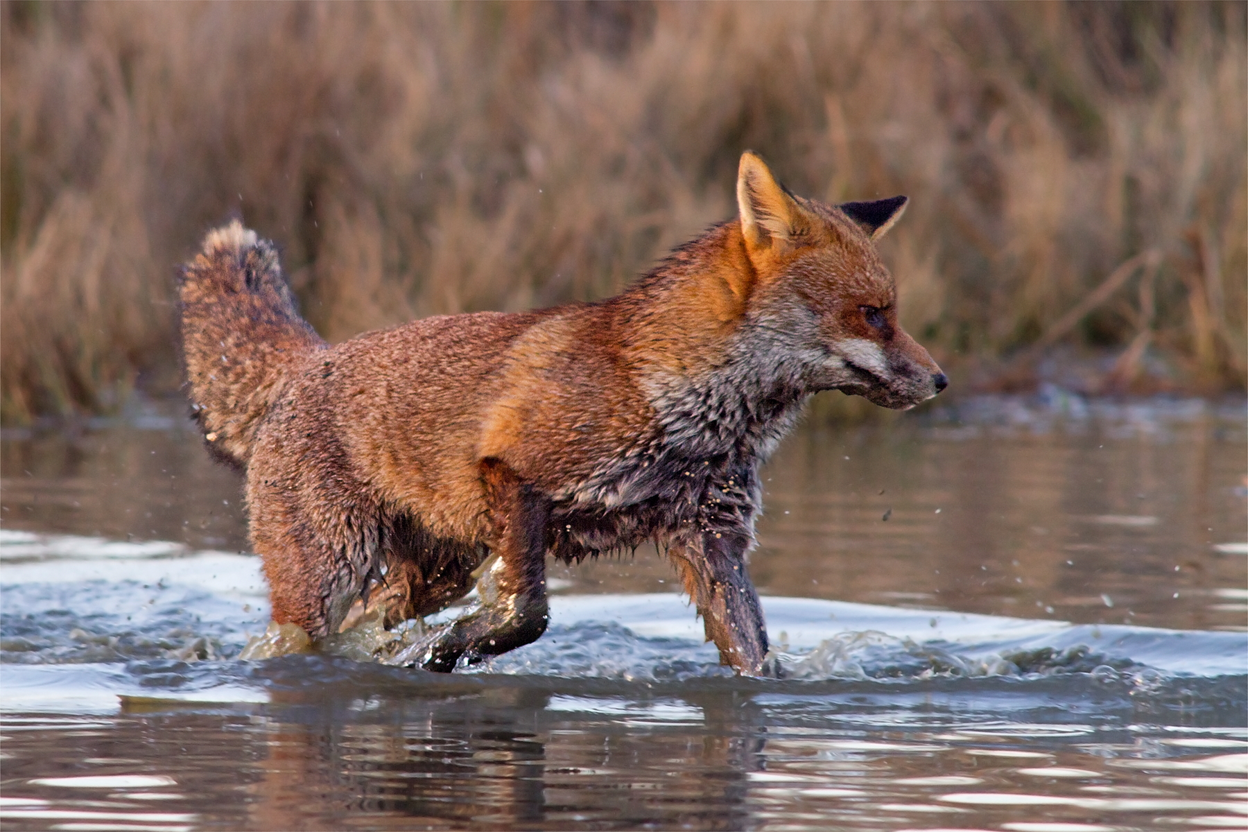 Caccia alla nutria_1