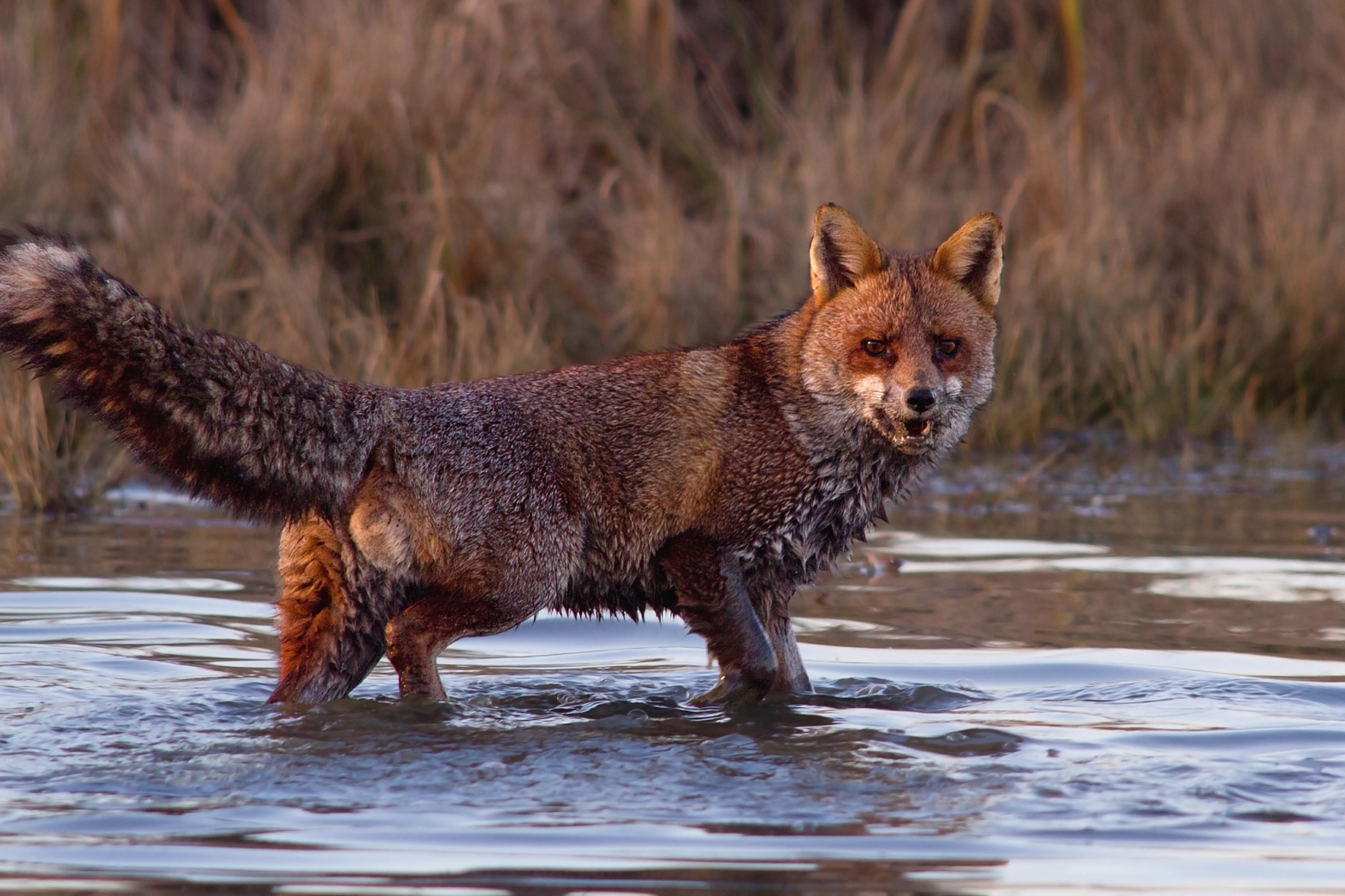 Caccia alla nutria_2