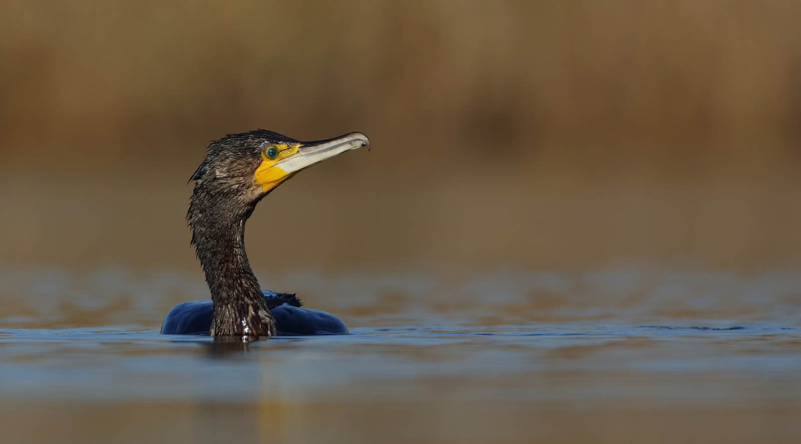 Il pescatore sfigato ( cormorano )