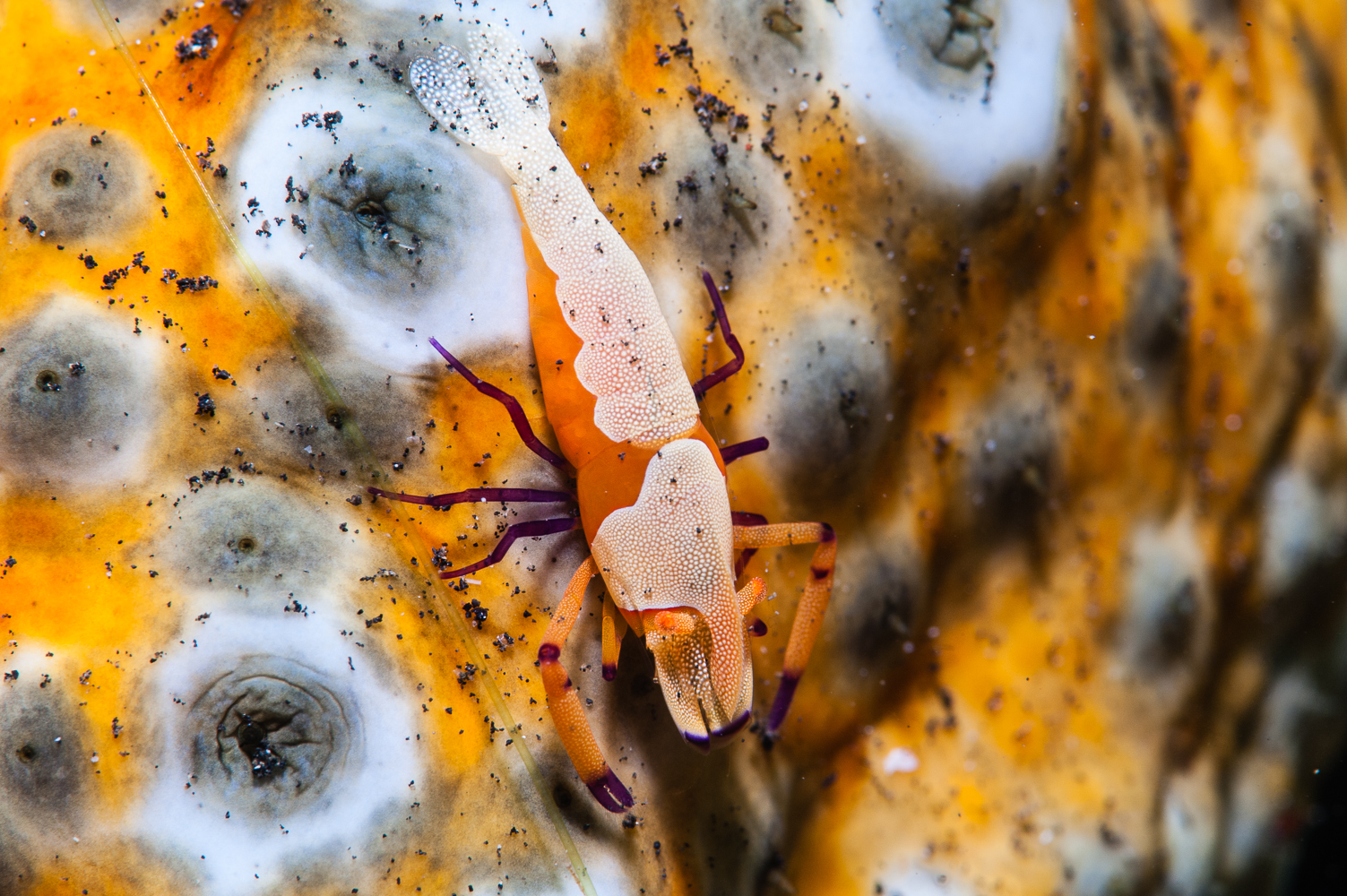 periclimenes imperator