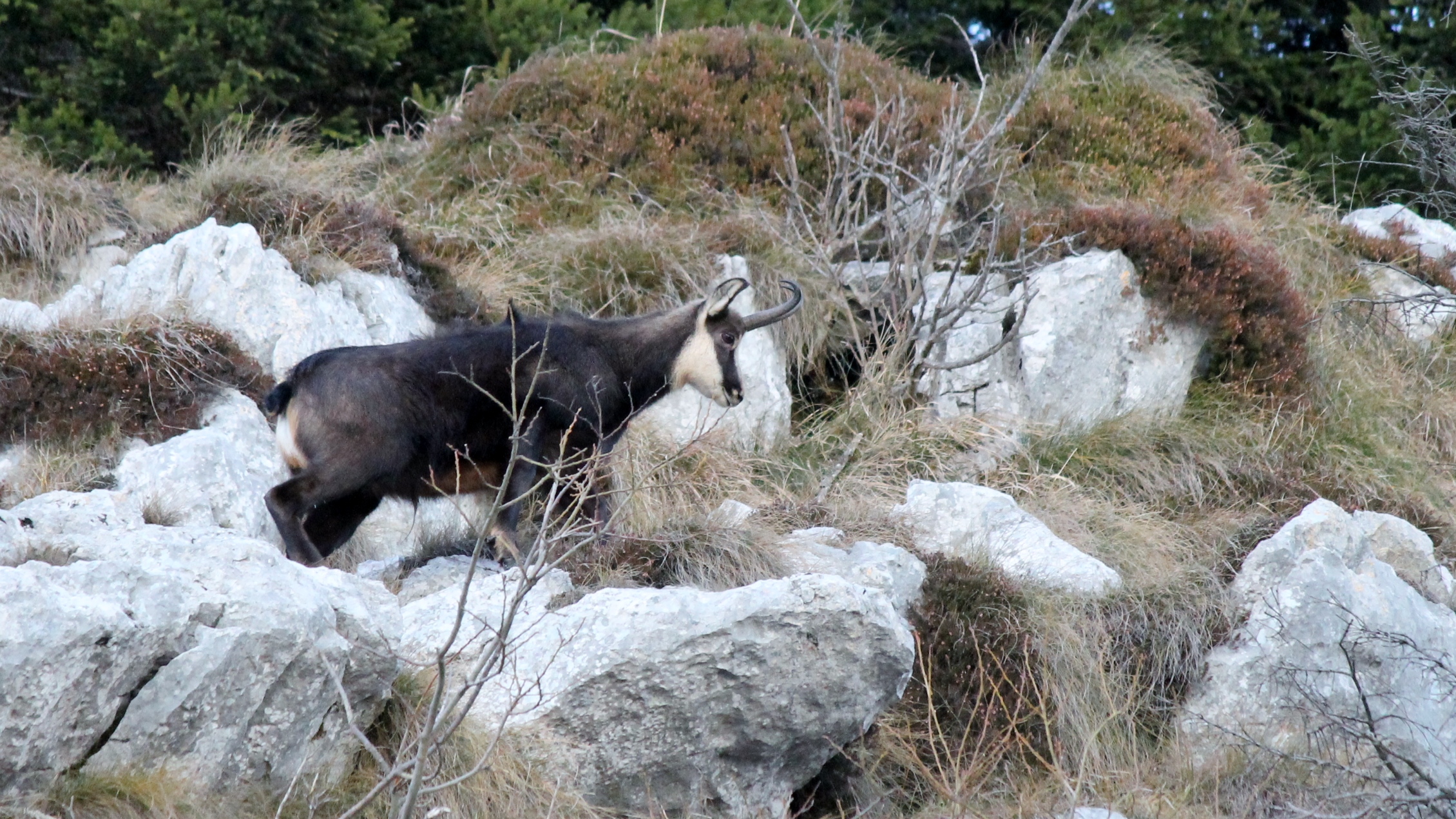 Chamois