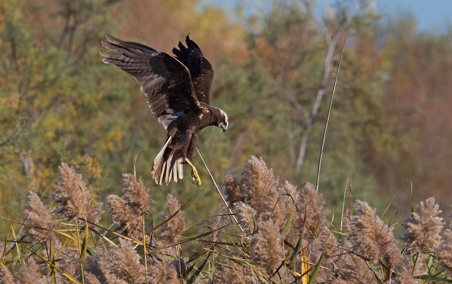 Marsh Harrier