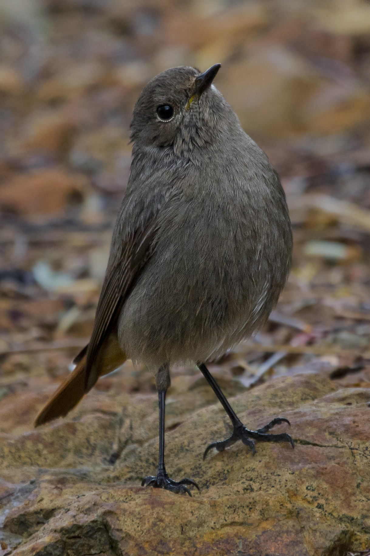 Codirosso spazzacamino sfrontato
