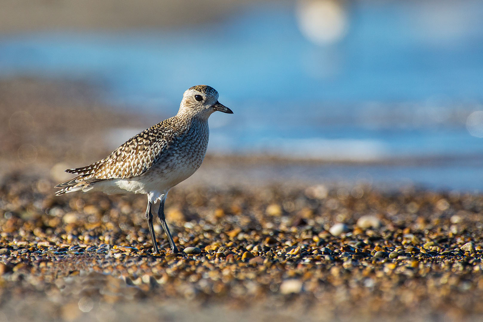 Plover