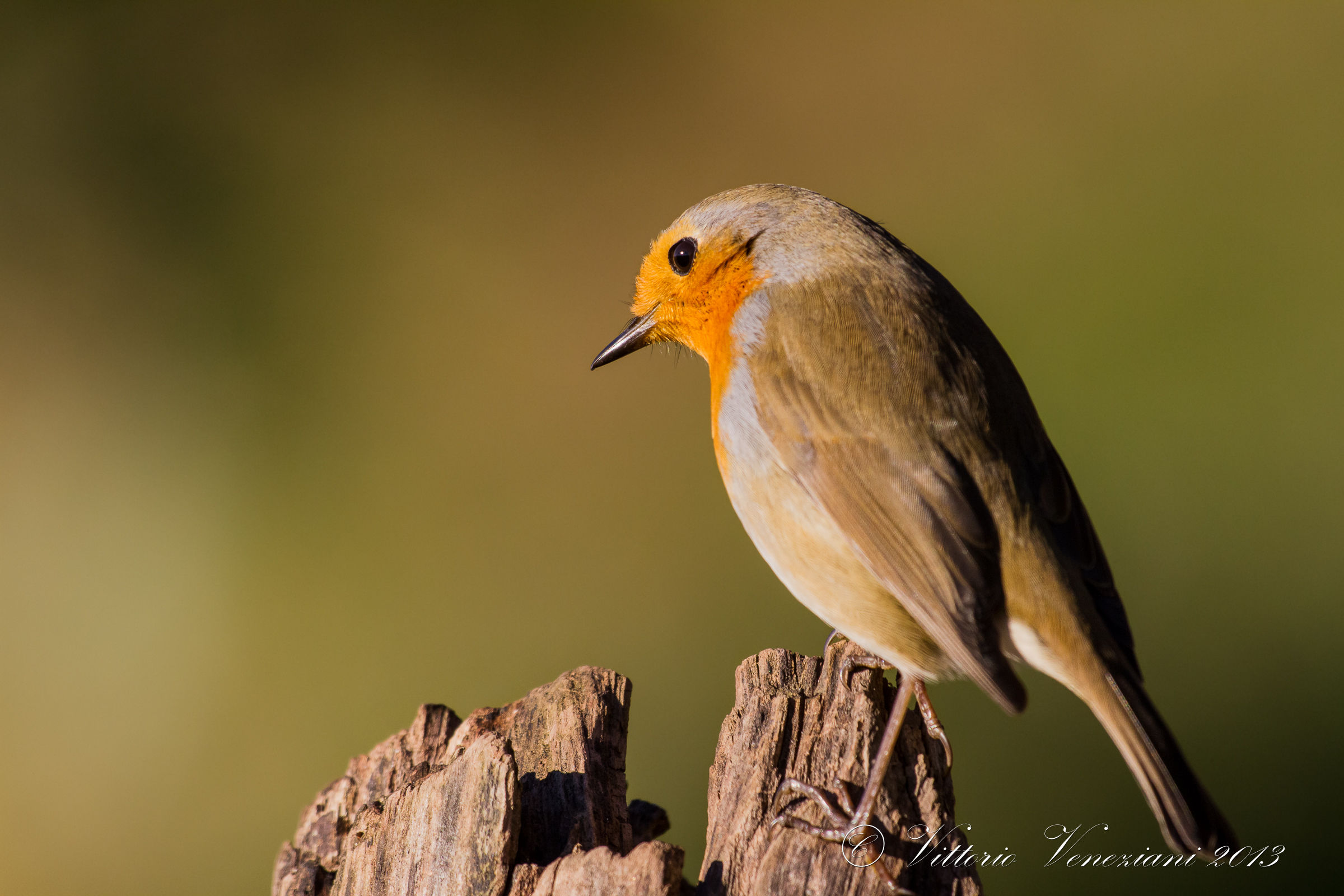 Robin