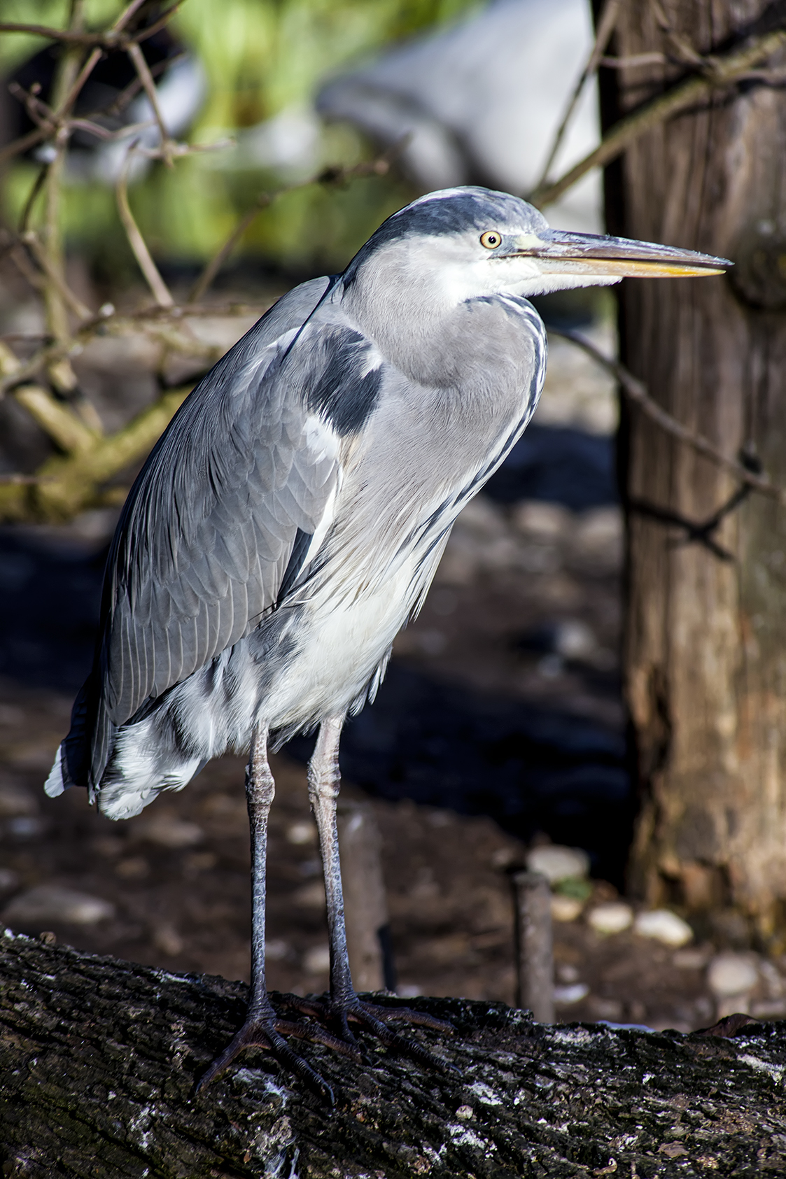 heron