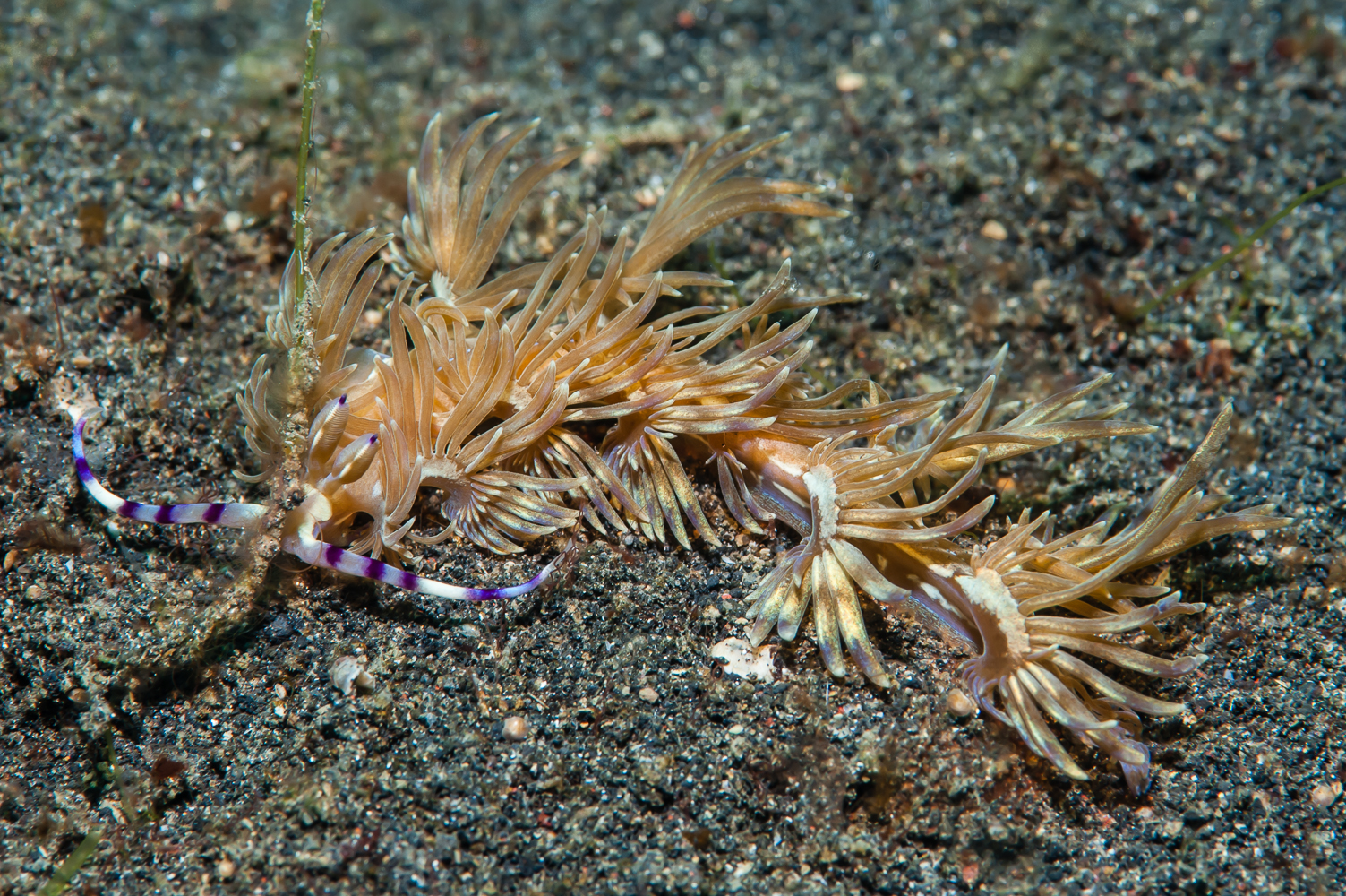 pteraeolidia ianthina