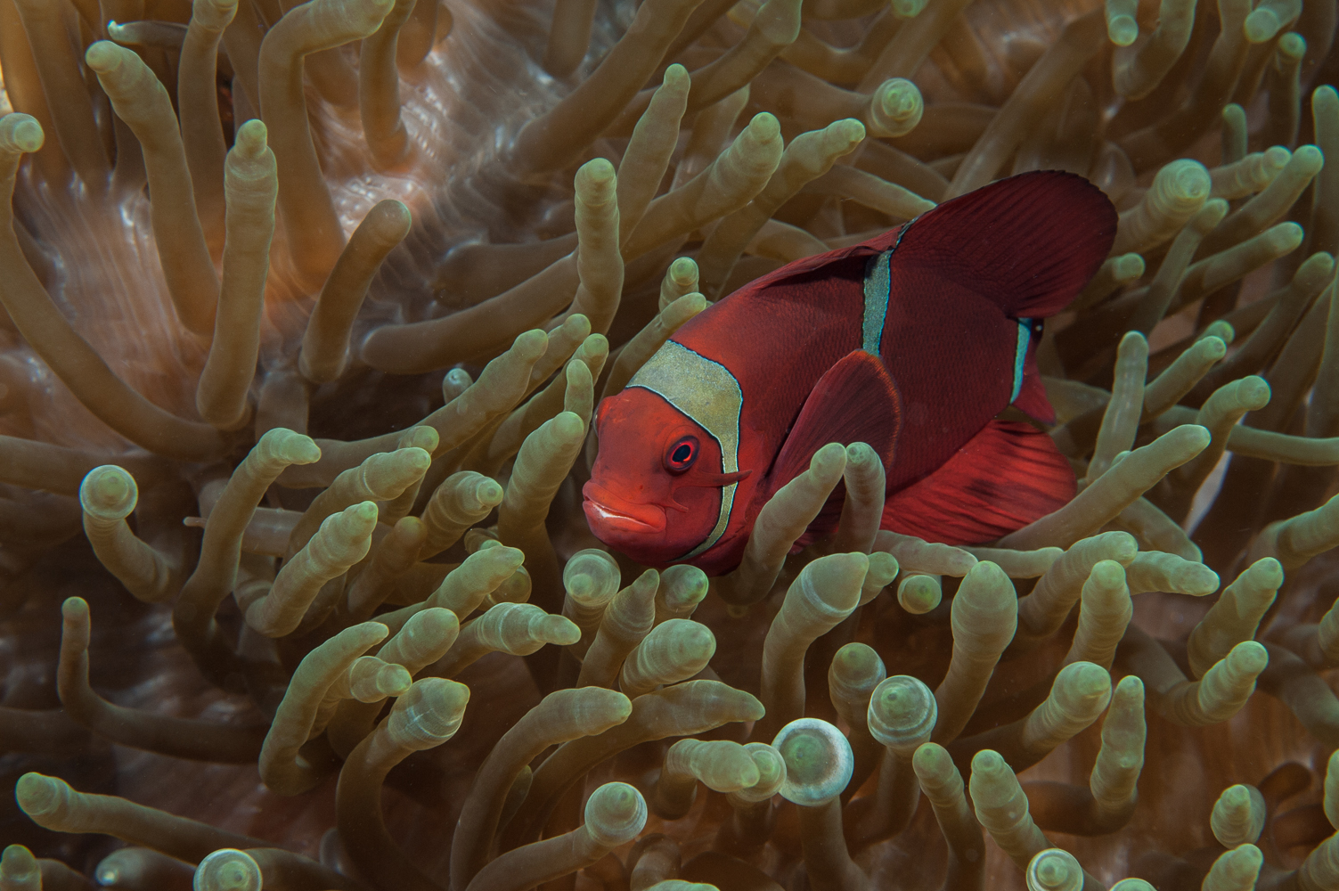Premnas clownfish-2