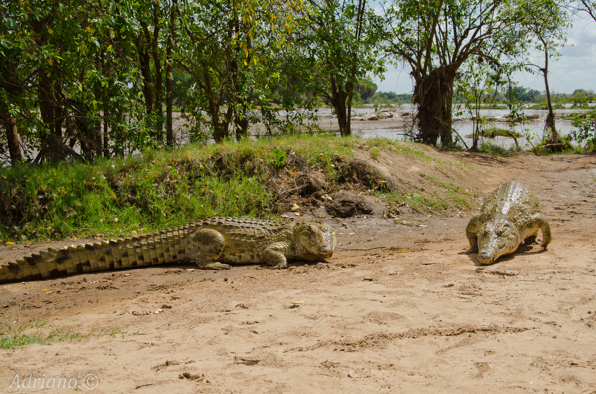 Safari Kenya Tsavo East