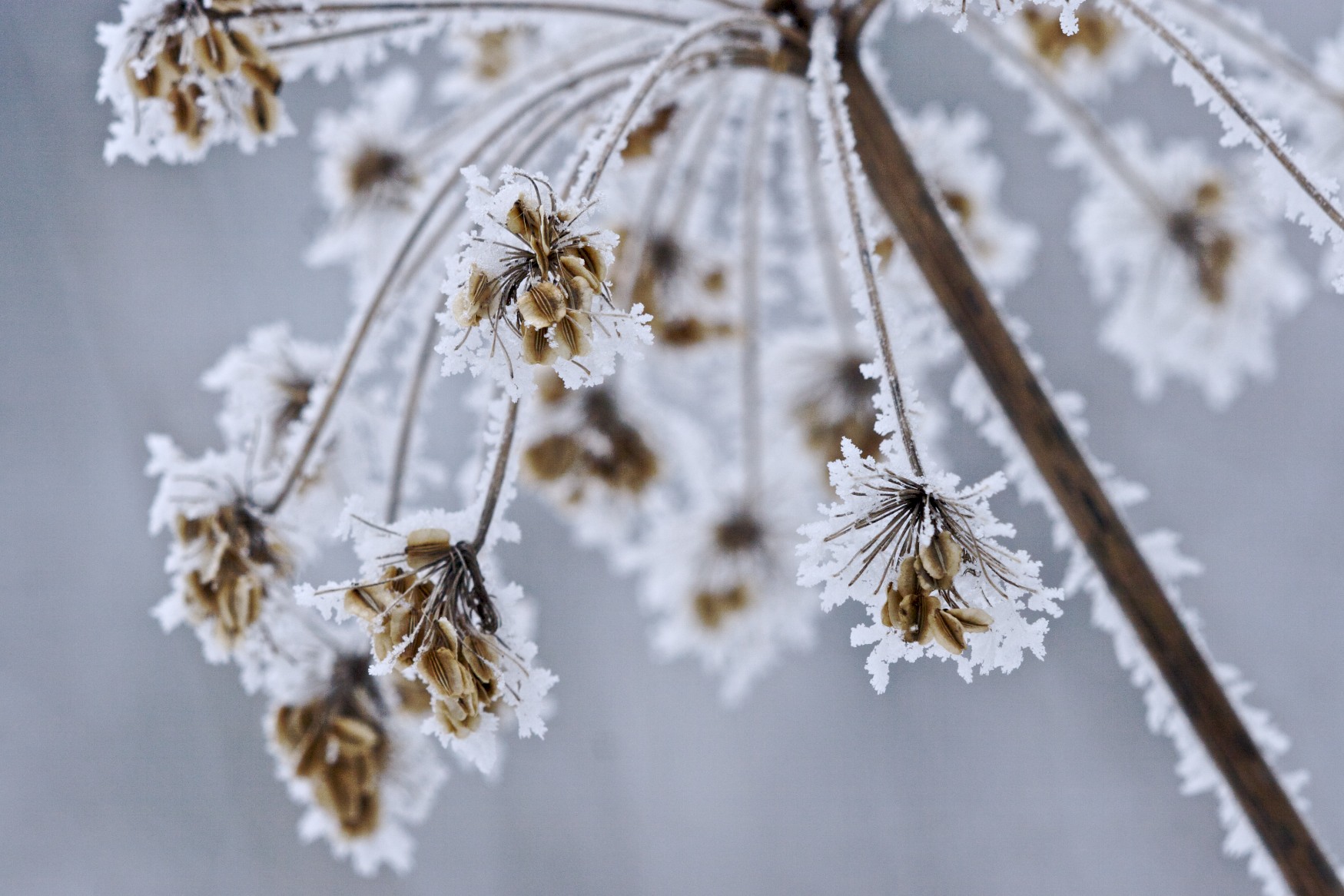 Ombrellifera with frost