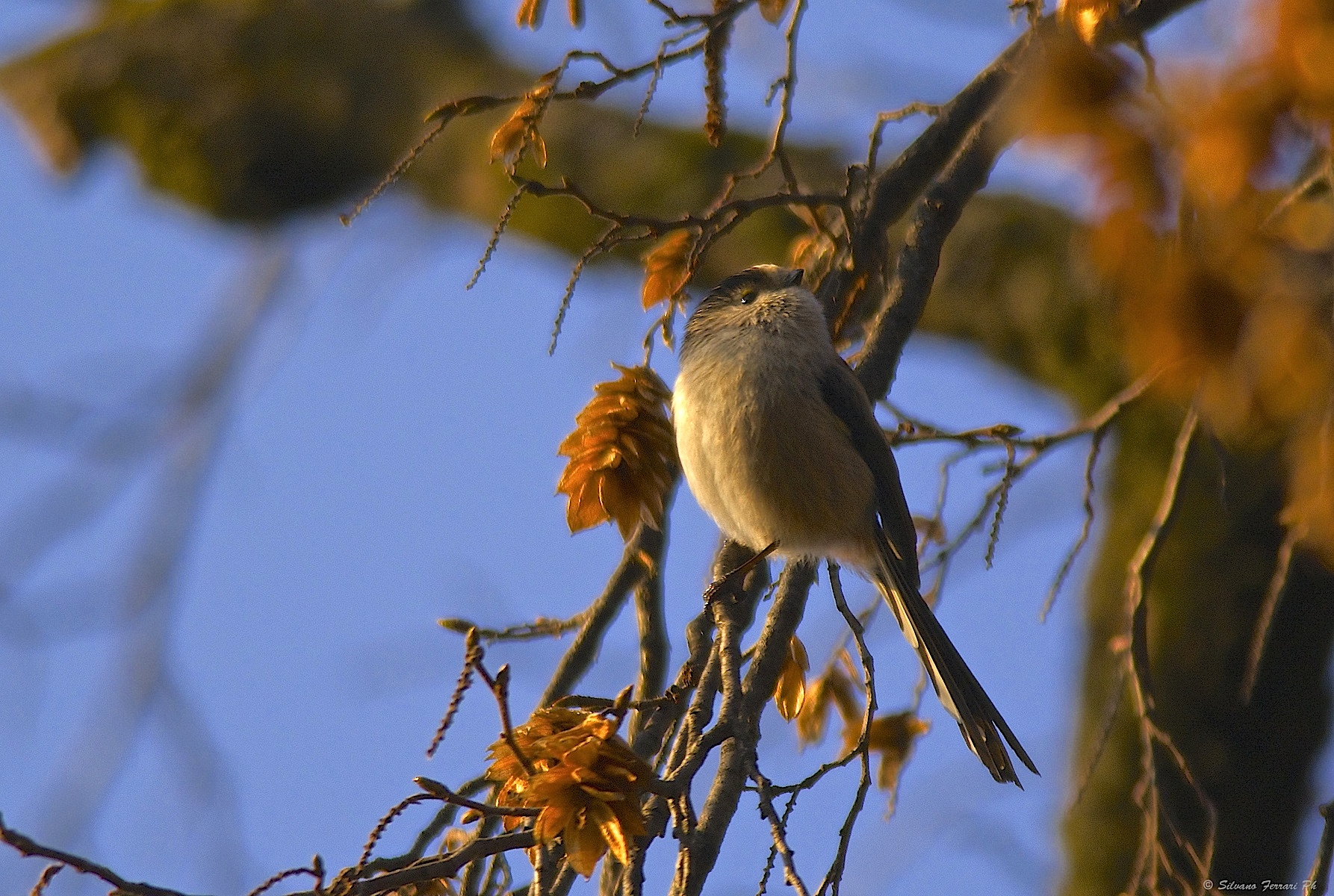 Long-tailed Tit
