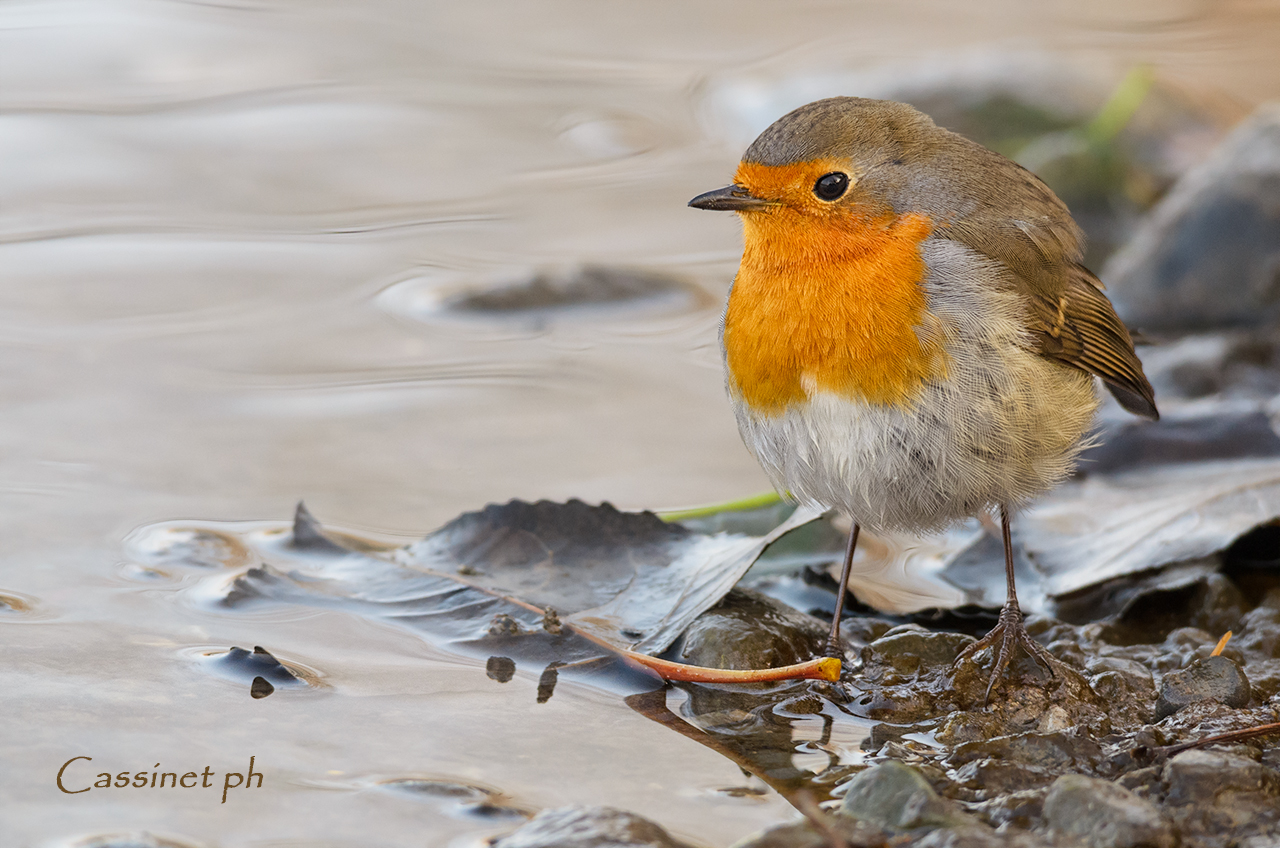 aspettando la neve...