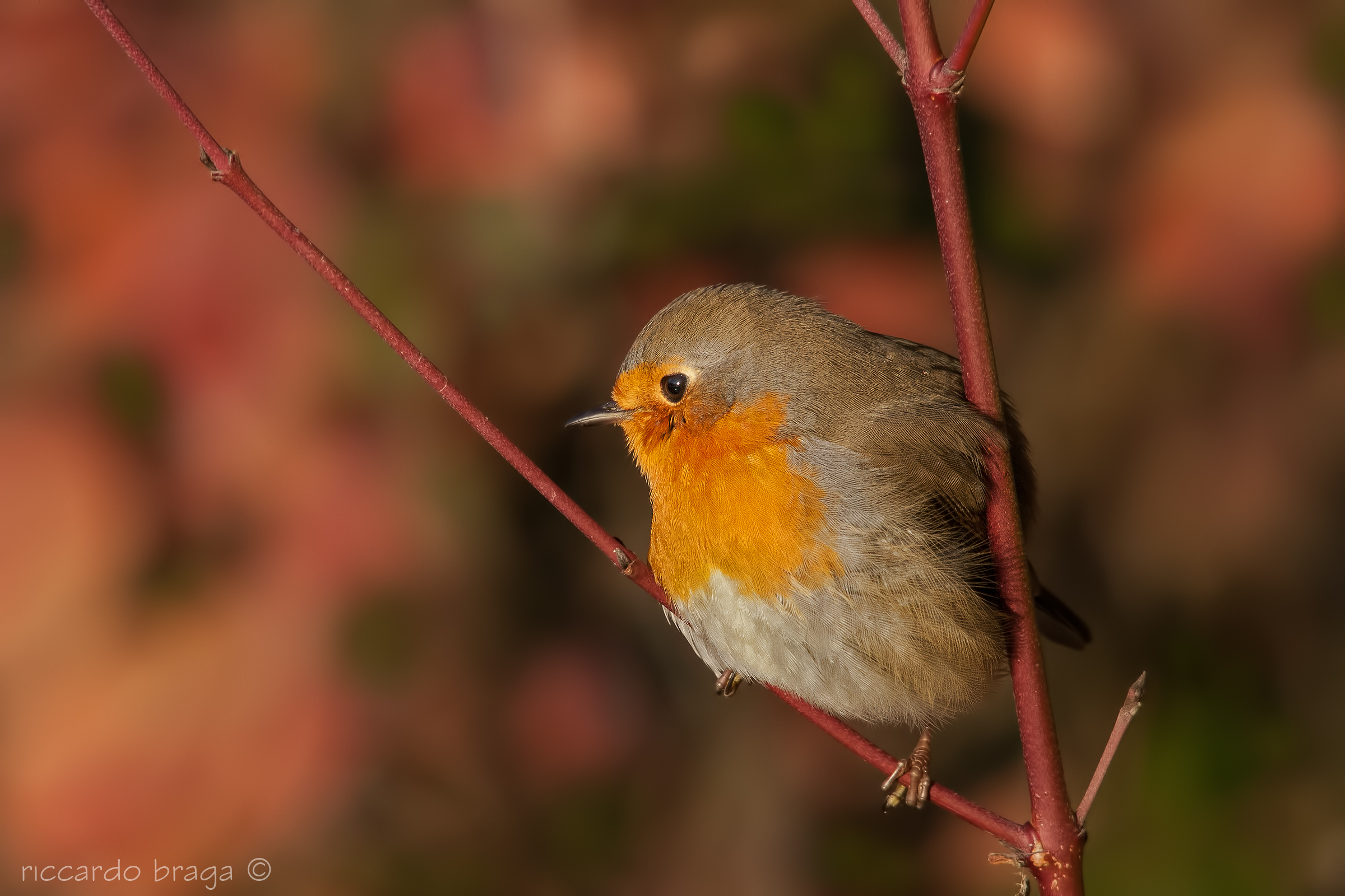 Pettirosso nel rosso