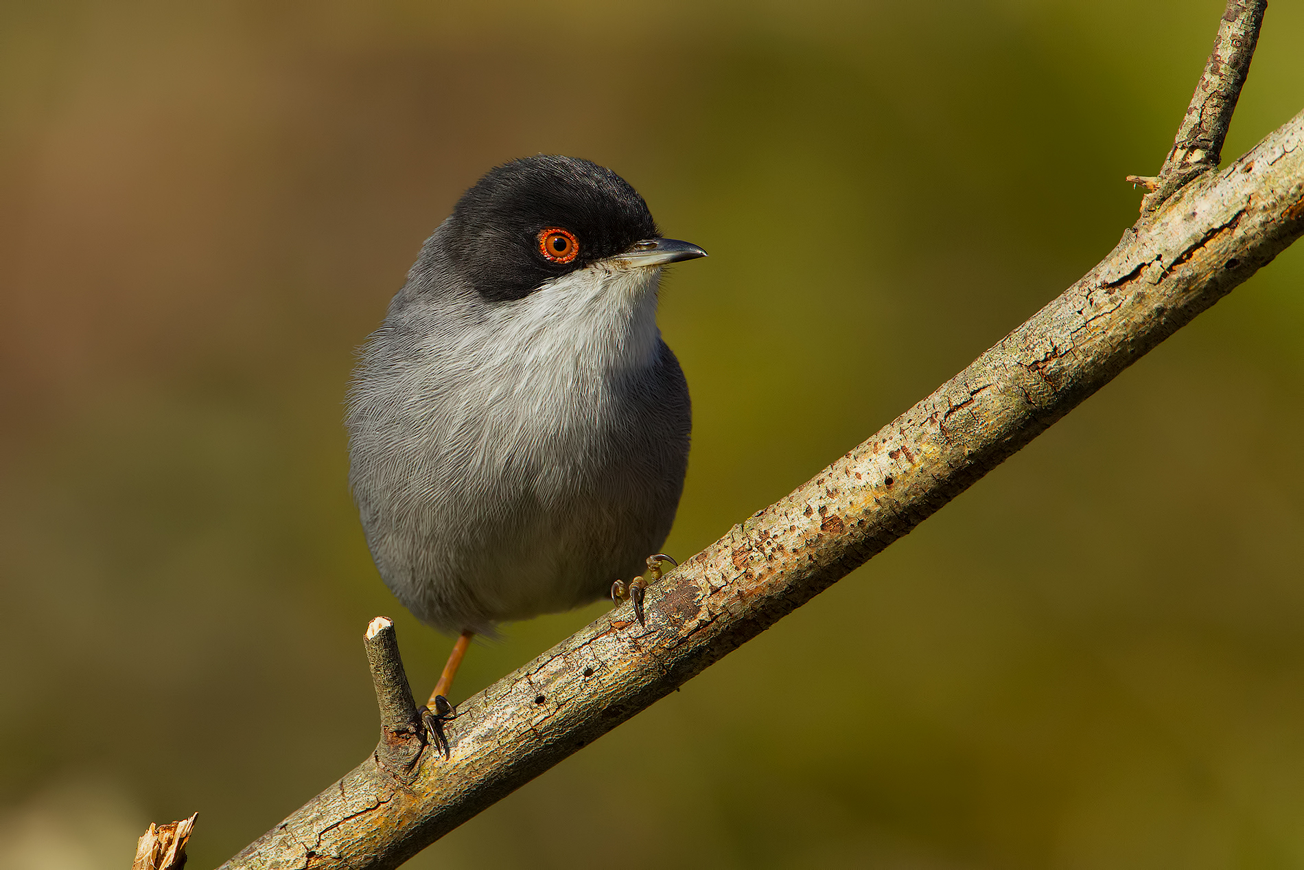This morning .... Warbler ..!