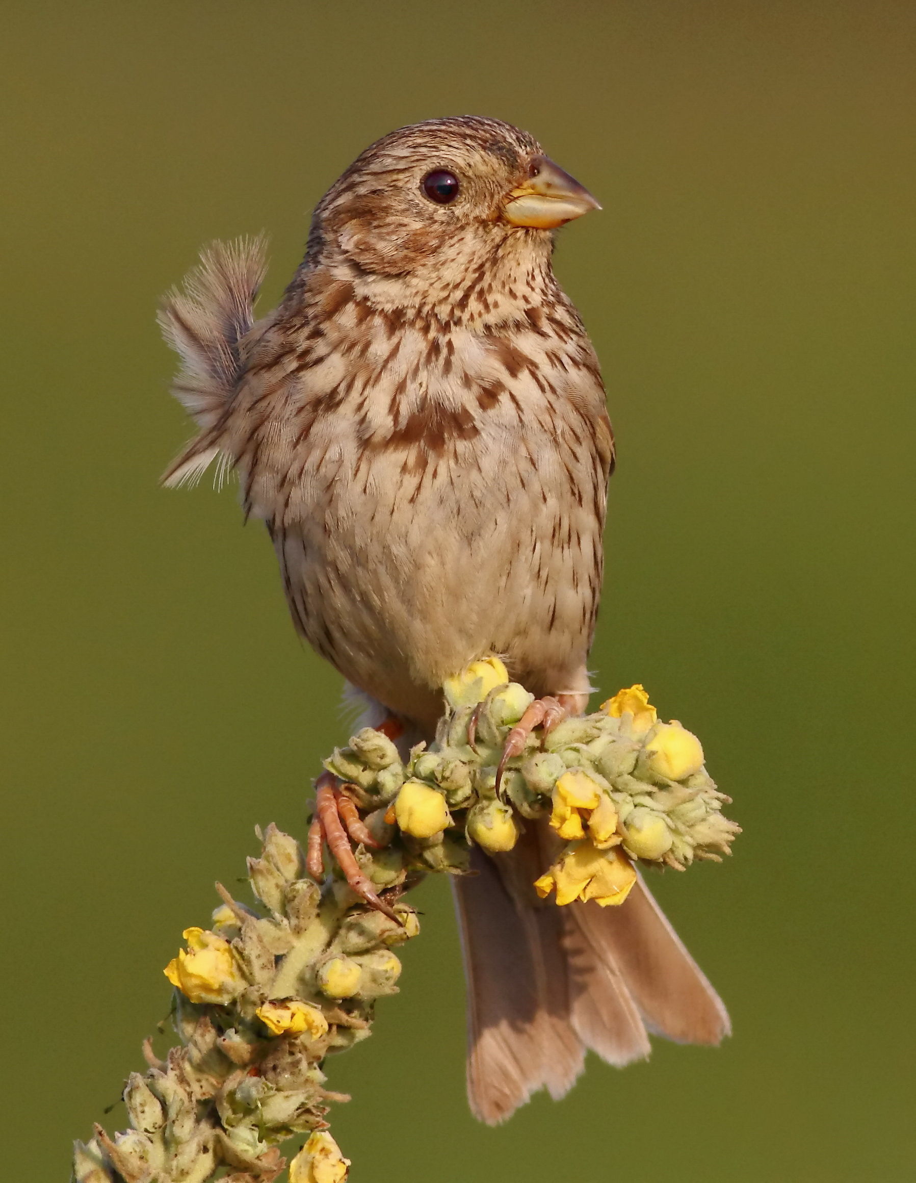 Corn Bunting (Miliaria calandra)