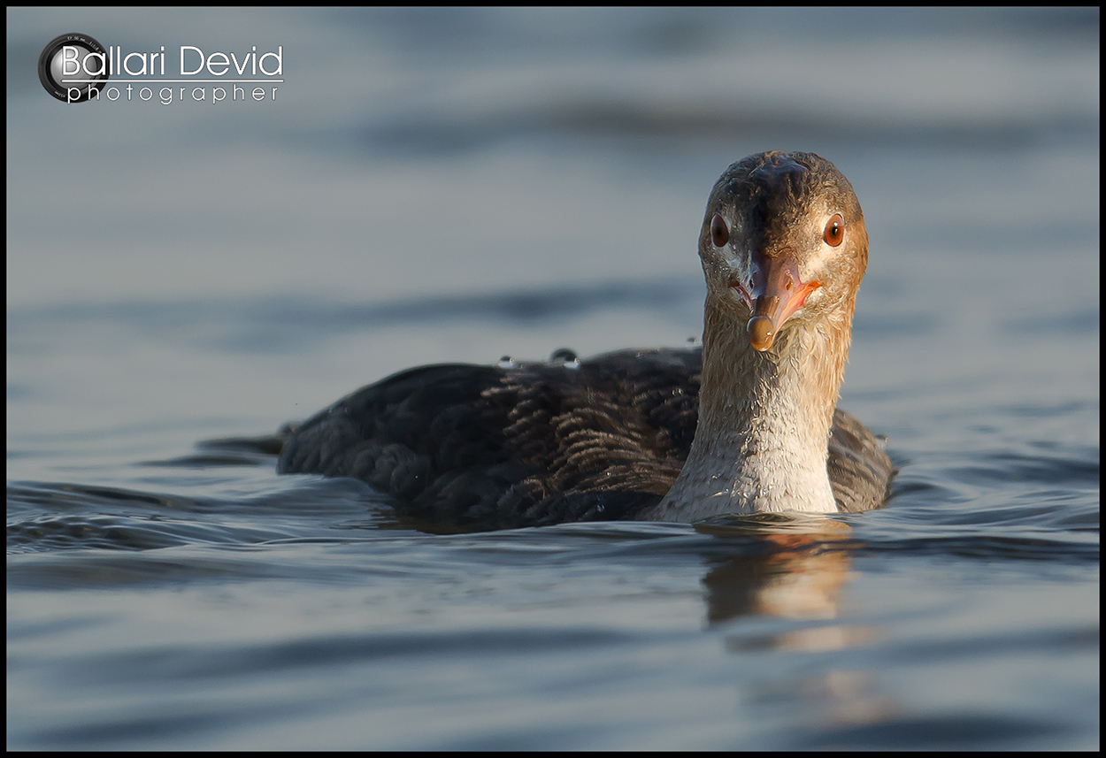 a tu per tu... smergo minore