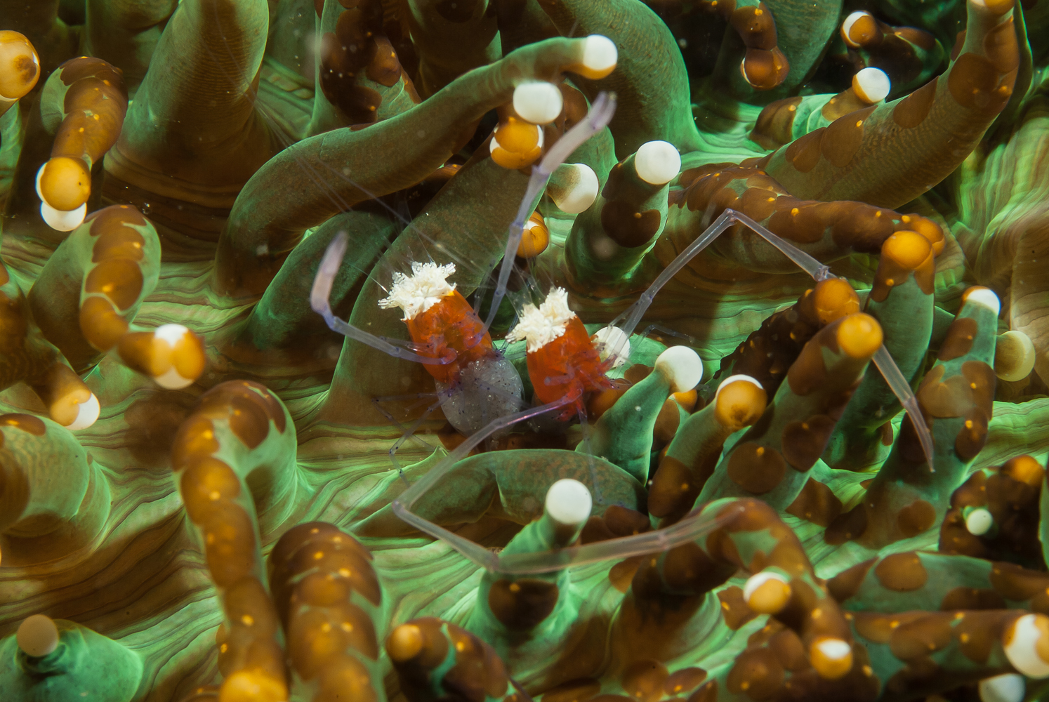 periclimenes kororensis