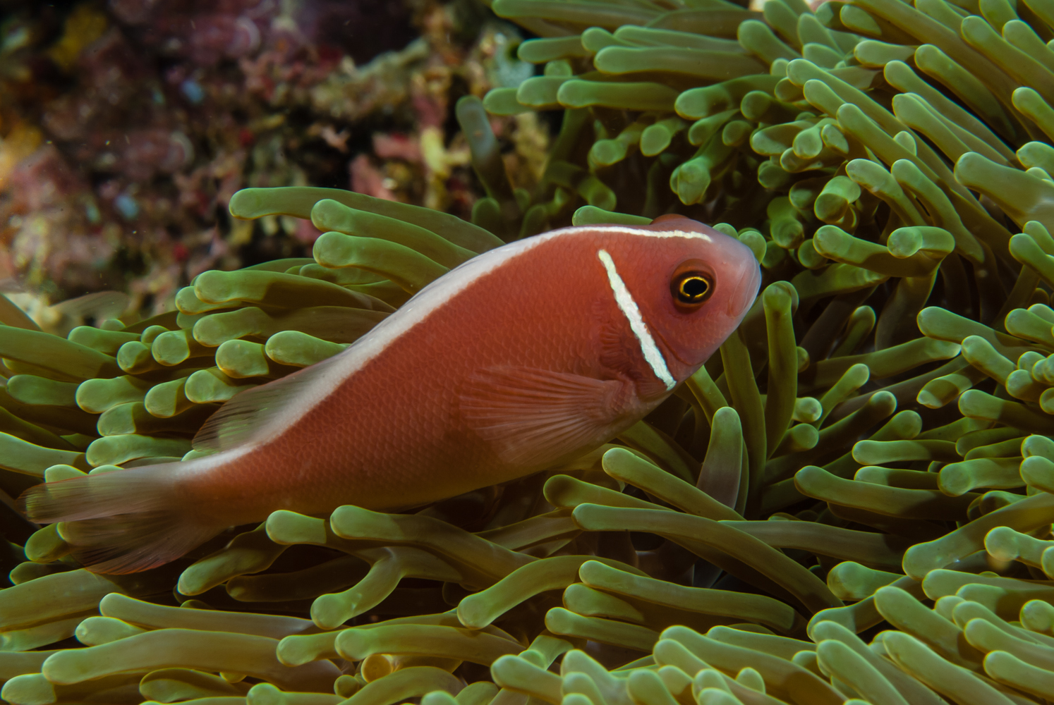 amphiprion perideraion