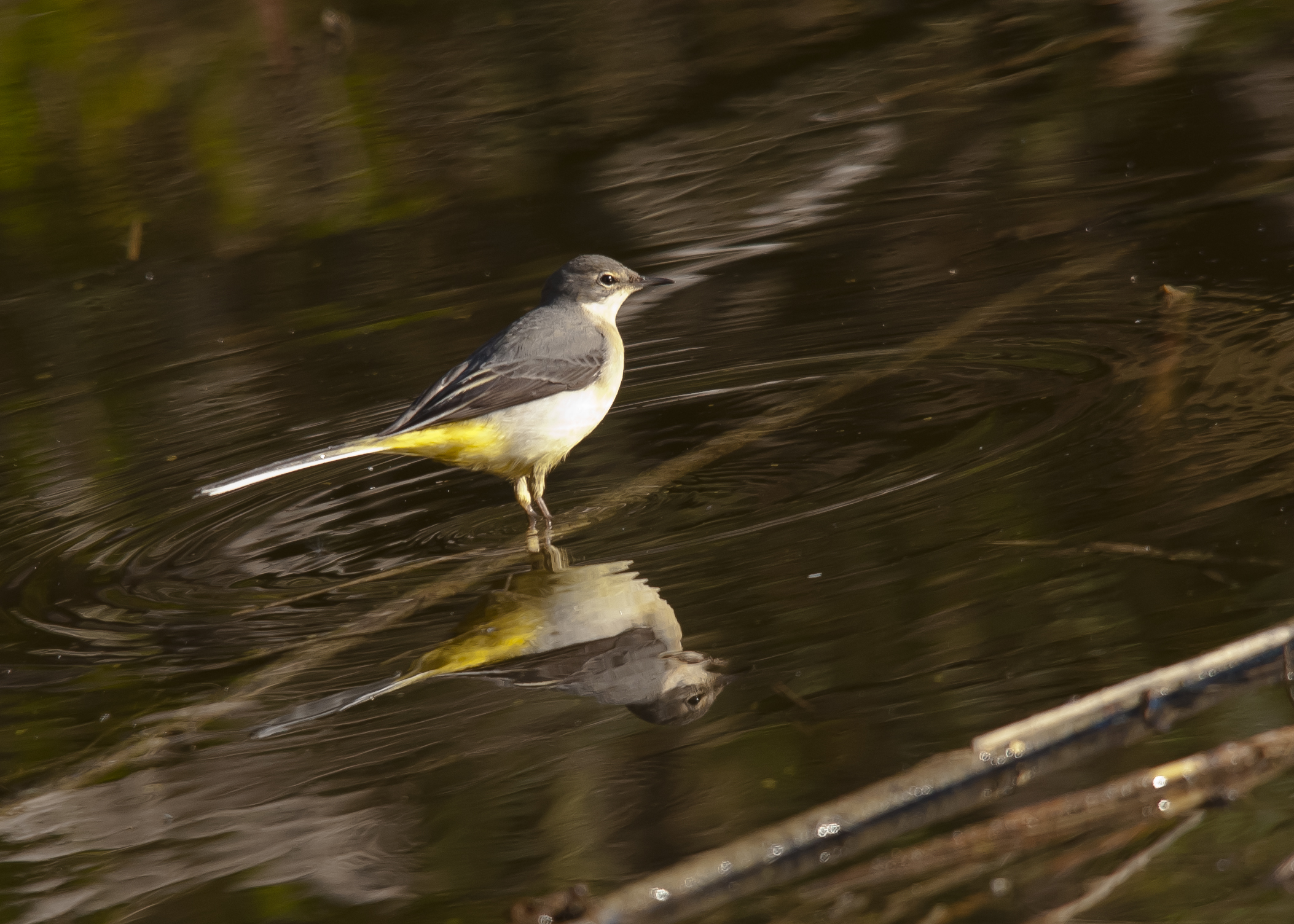 ballerina gialla o cutrettola