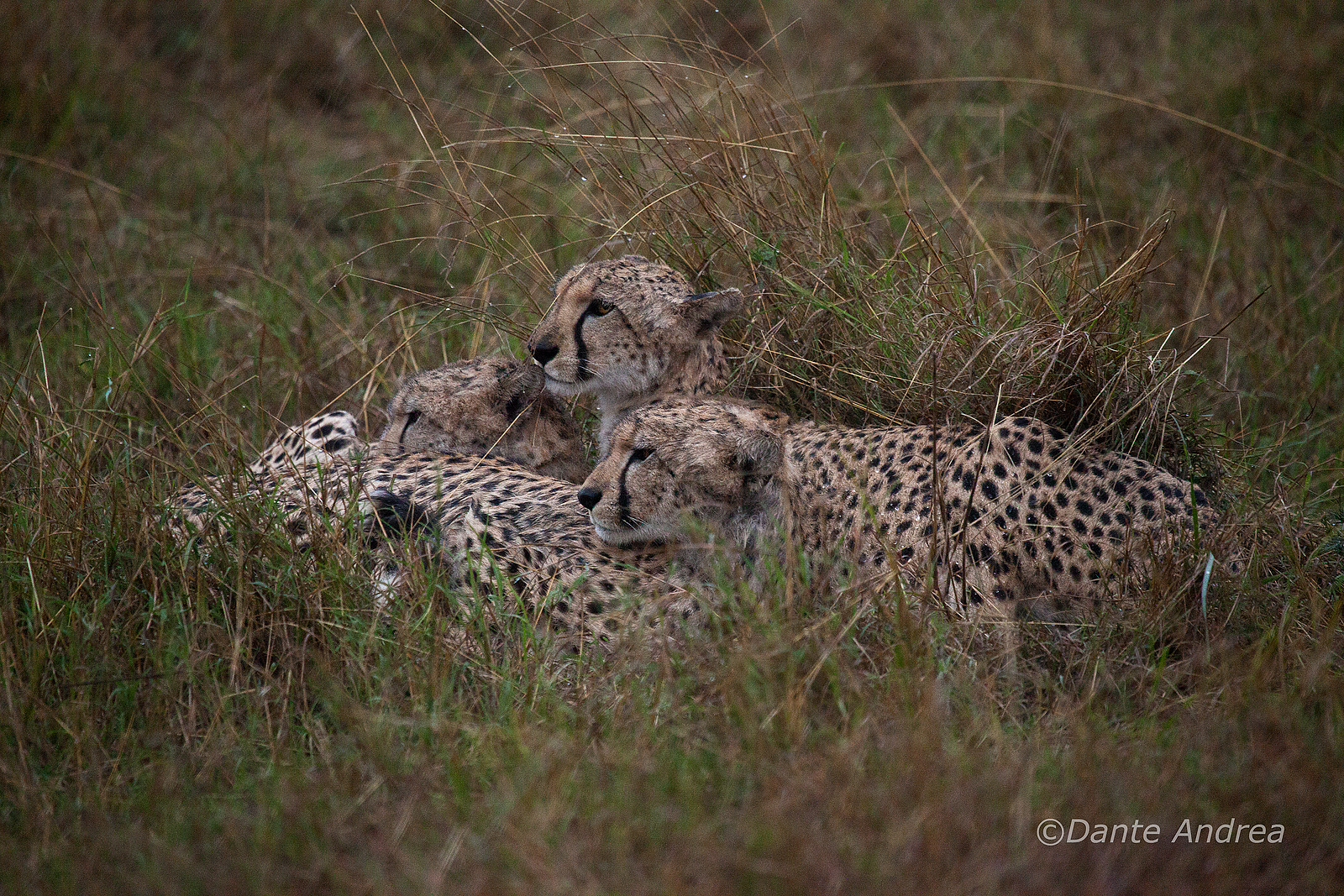 The rain is almost finished.