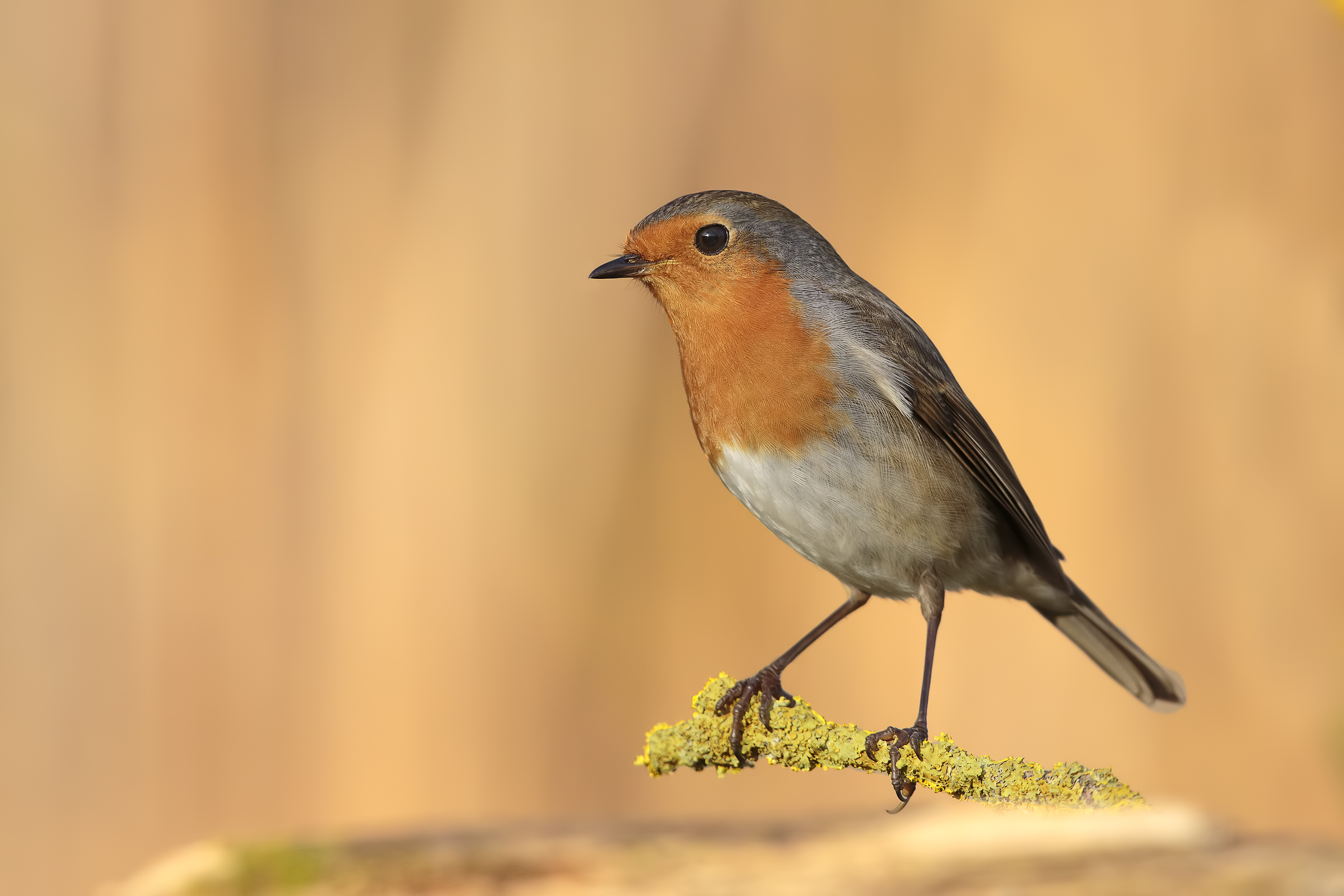 the inevitable robin ...