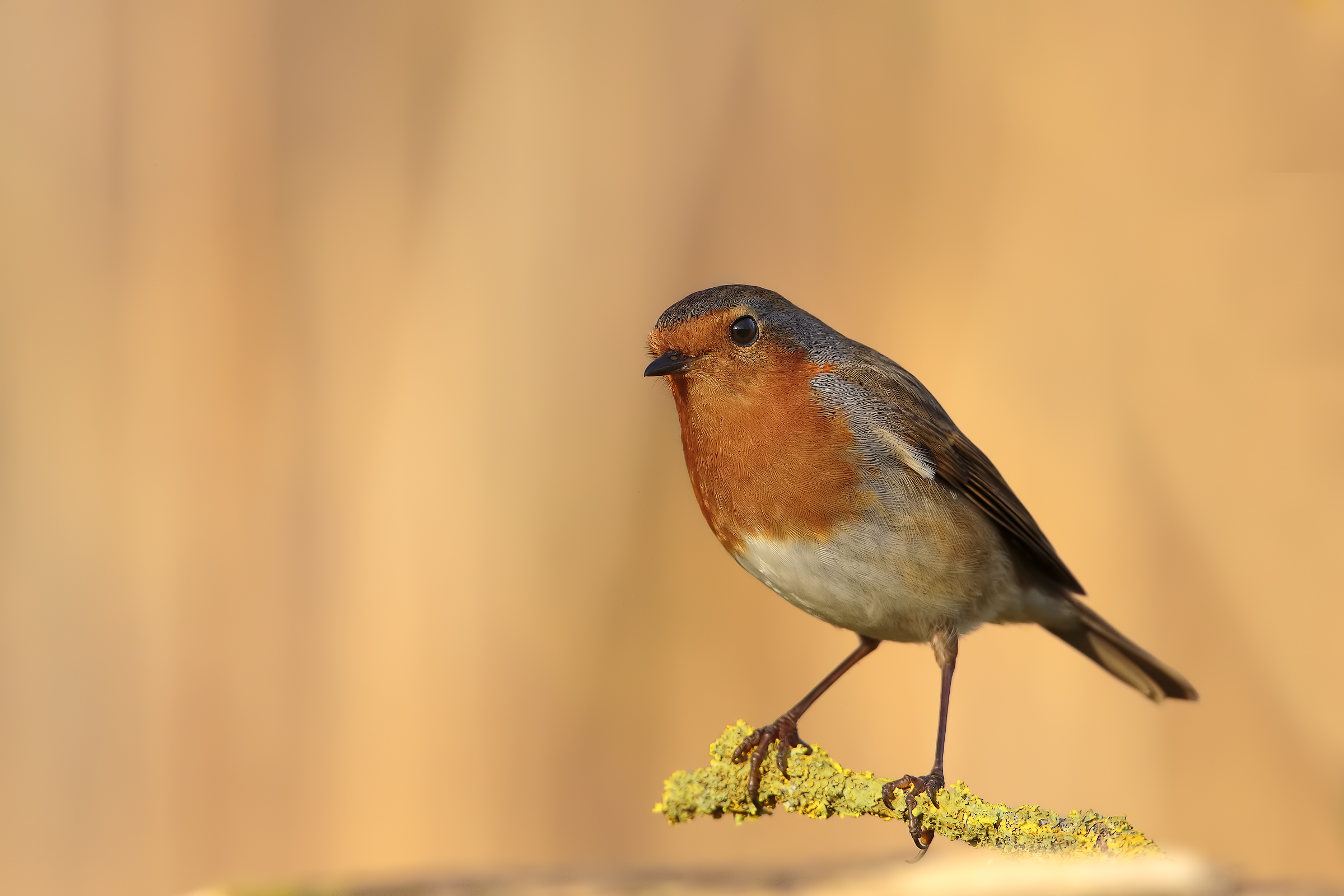 the inevitable pettirosso2 ...