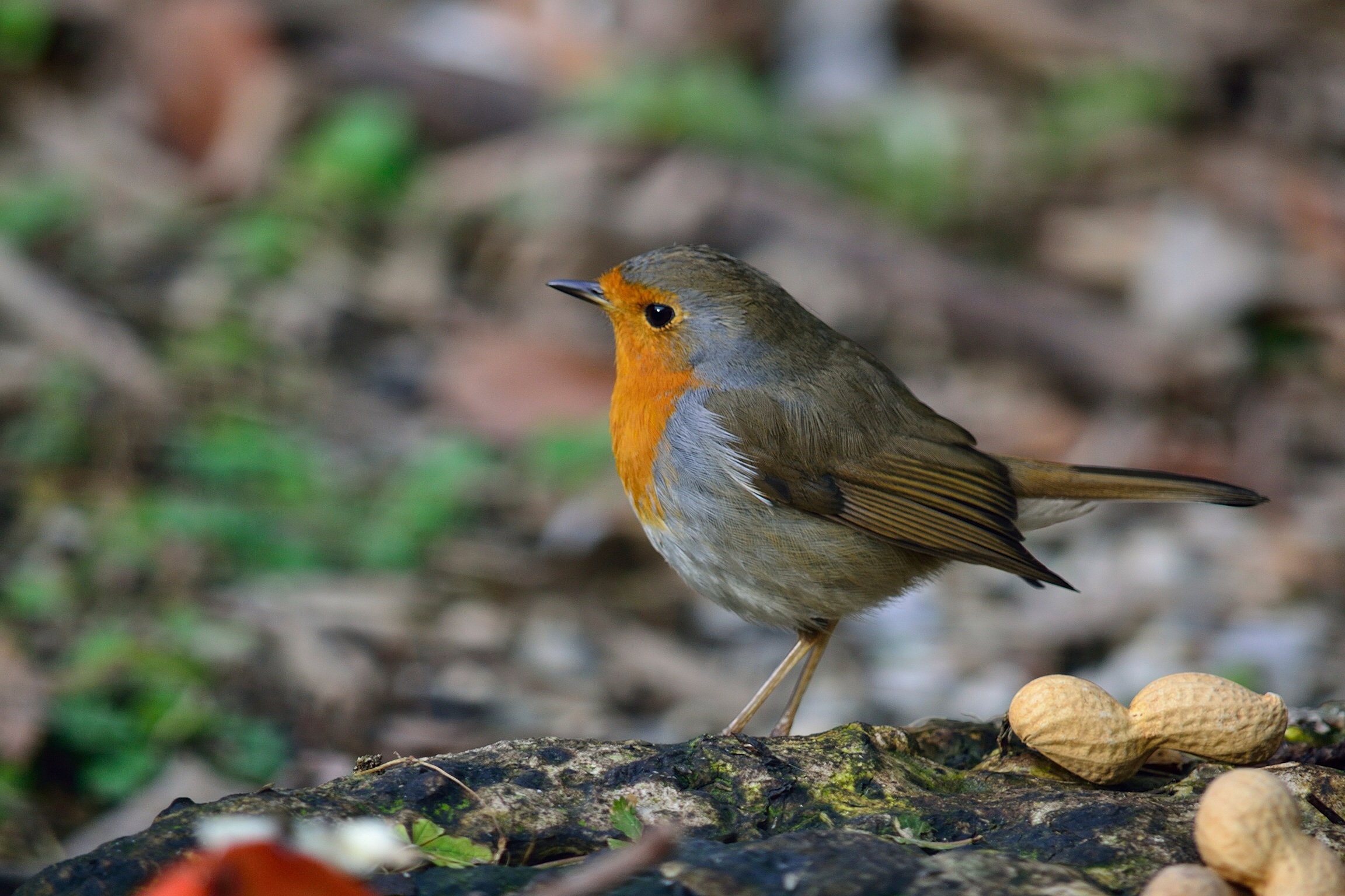 Pettirosso (no crop)