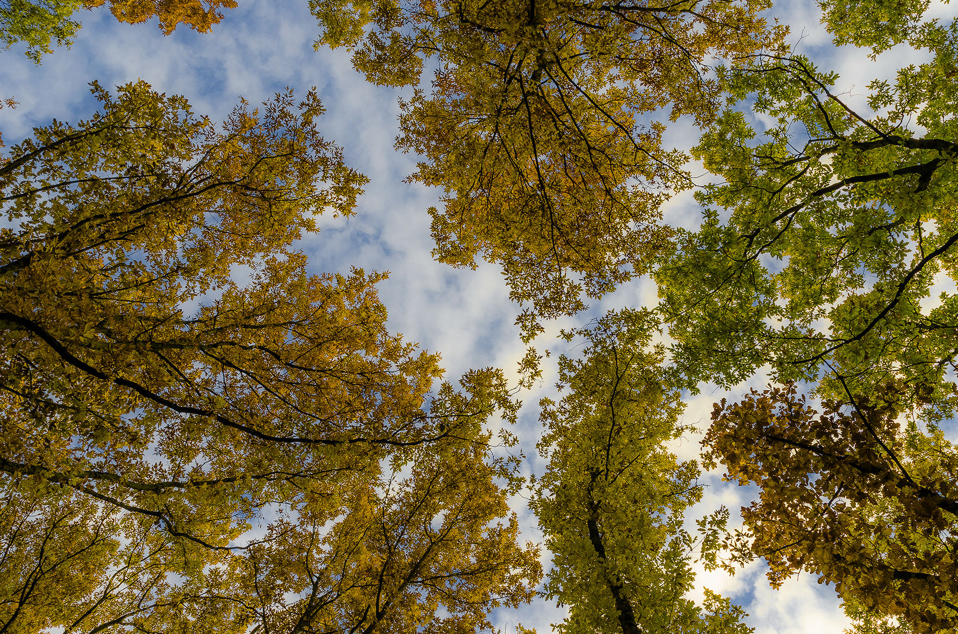 con il naso all'insù