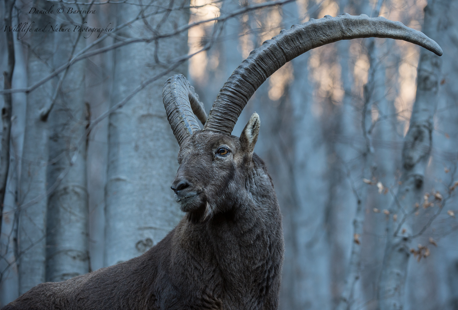 Caldo tepore (Stambecco)