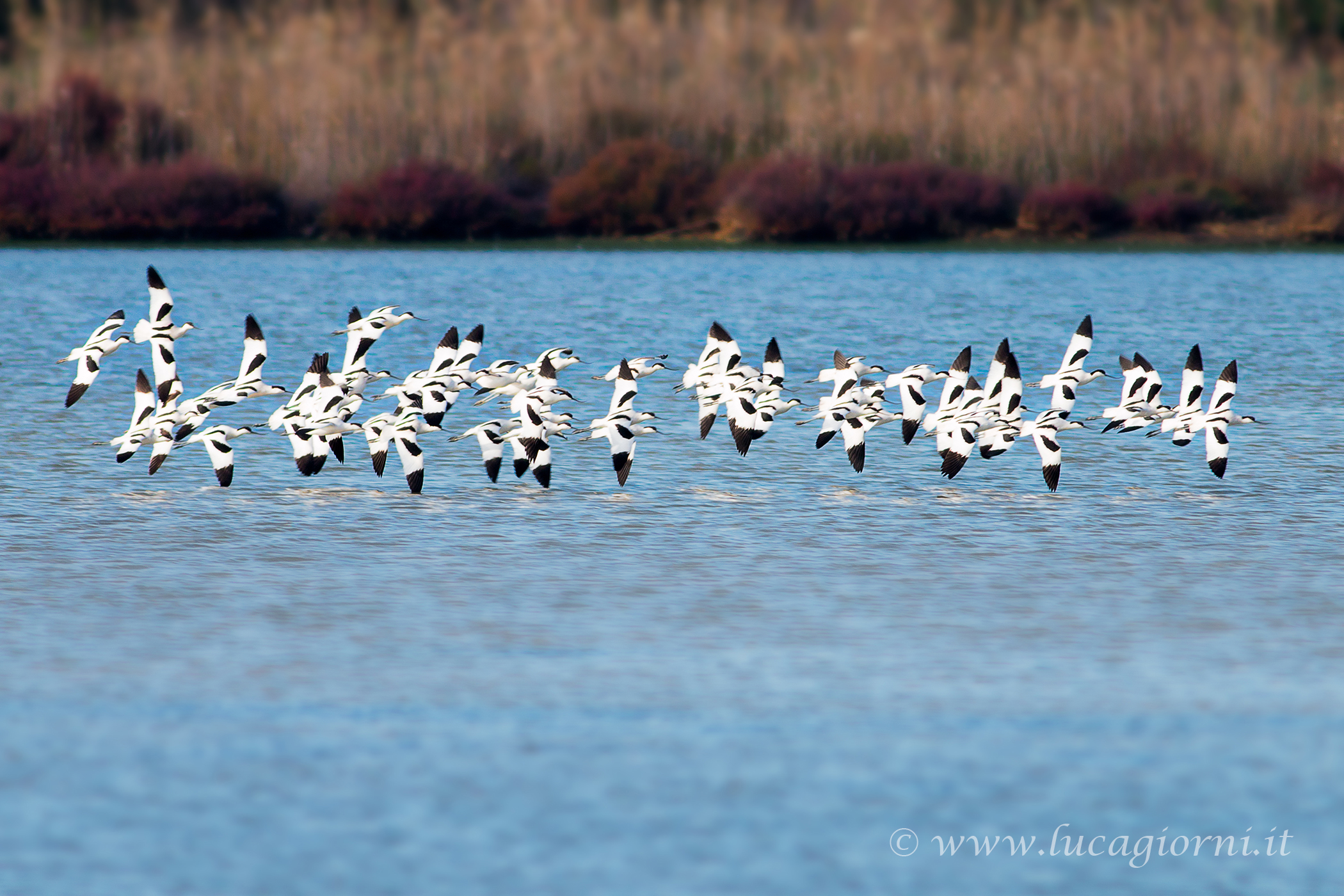 Avocets in flight