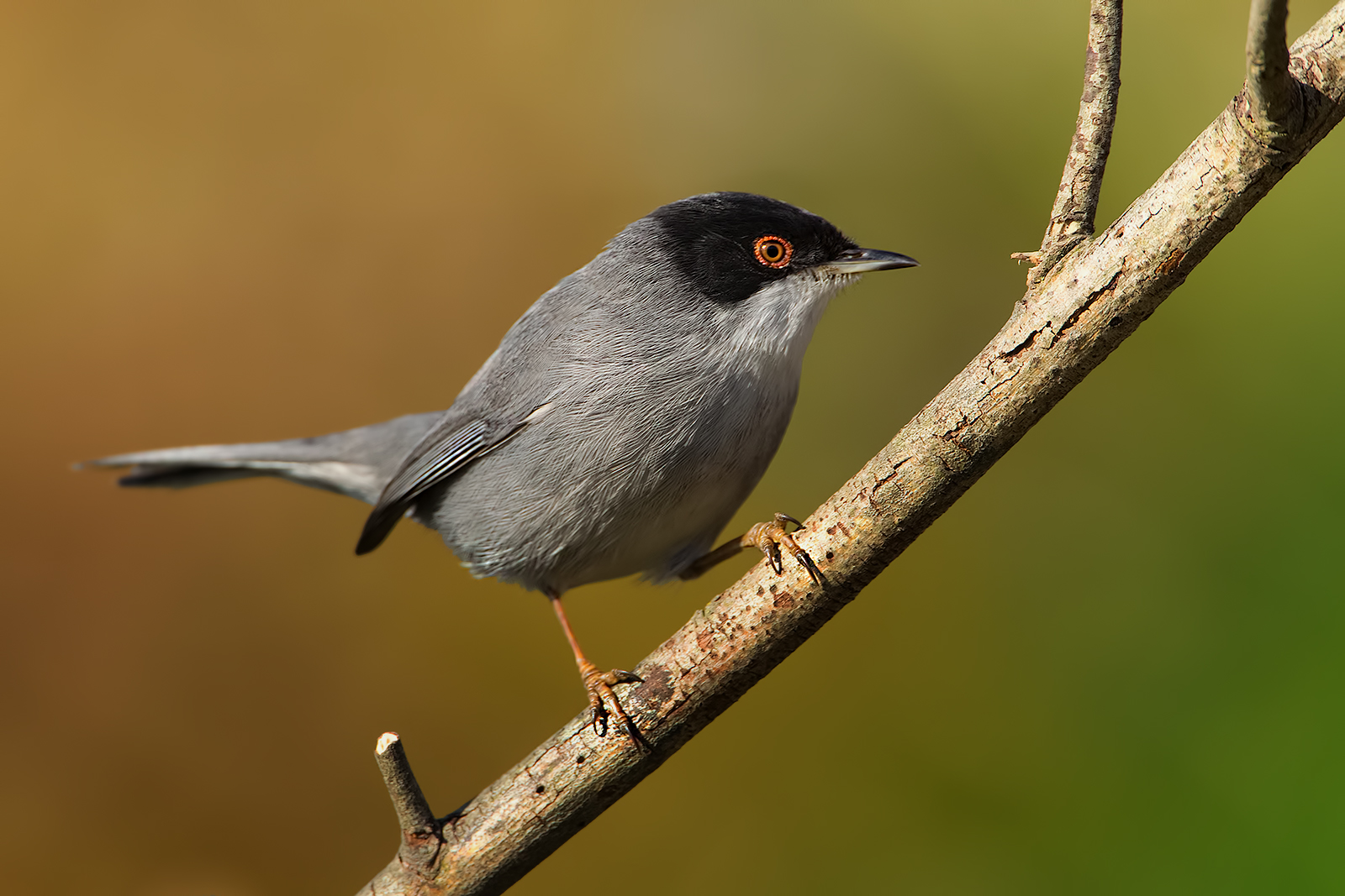 Sardinian Warbler (Sylvia melanocephala)