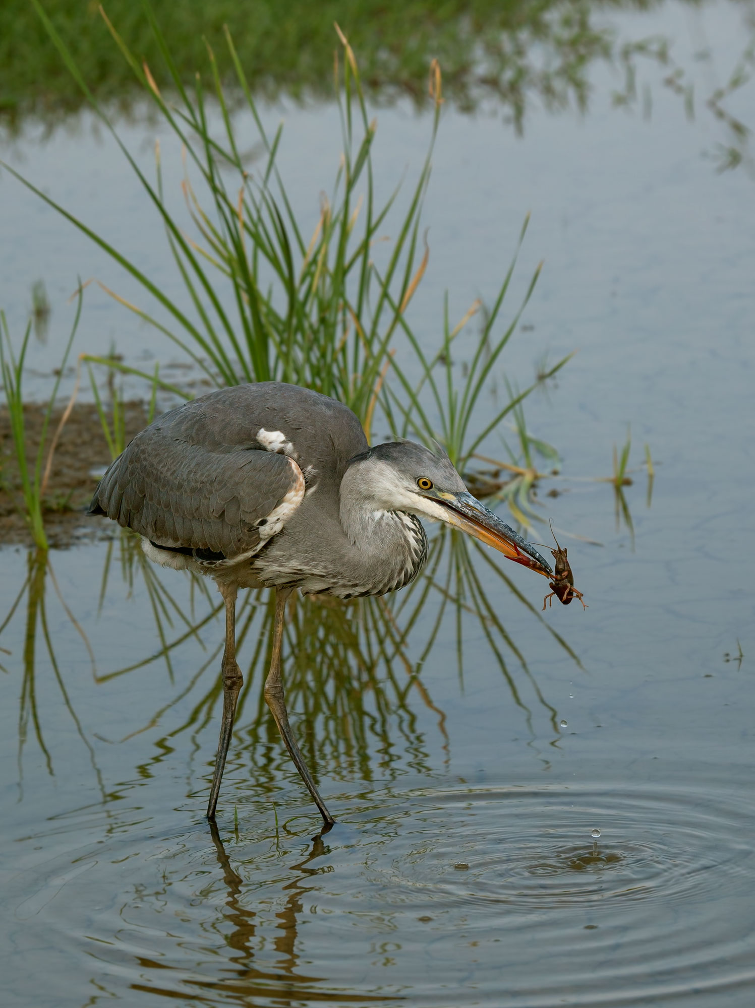 Breakfast with shrimp