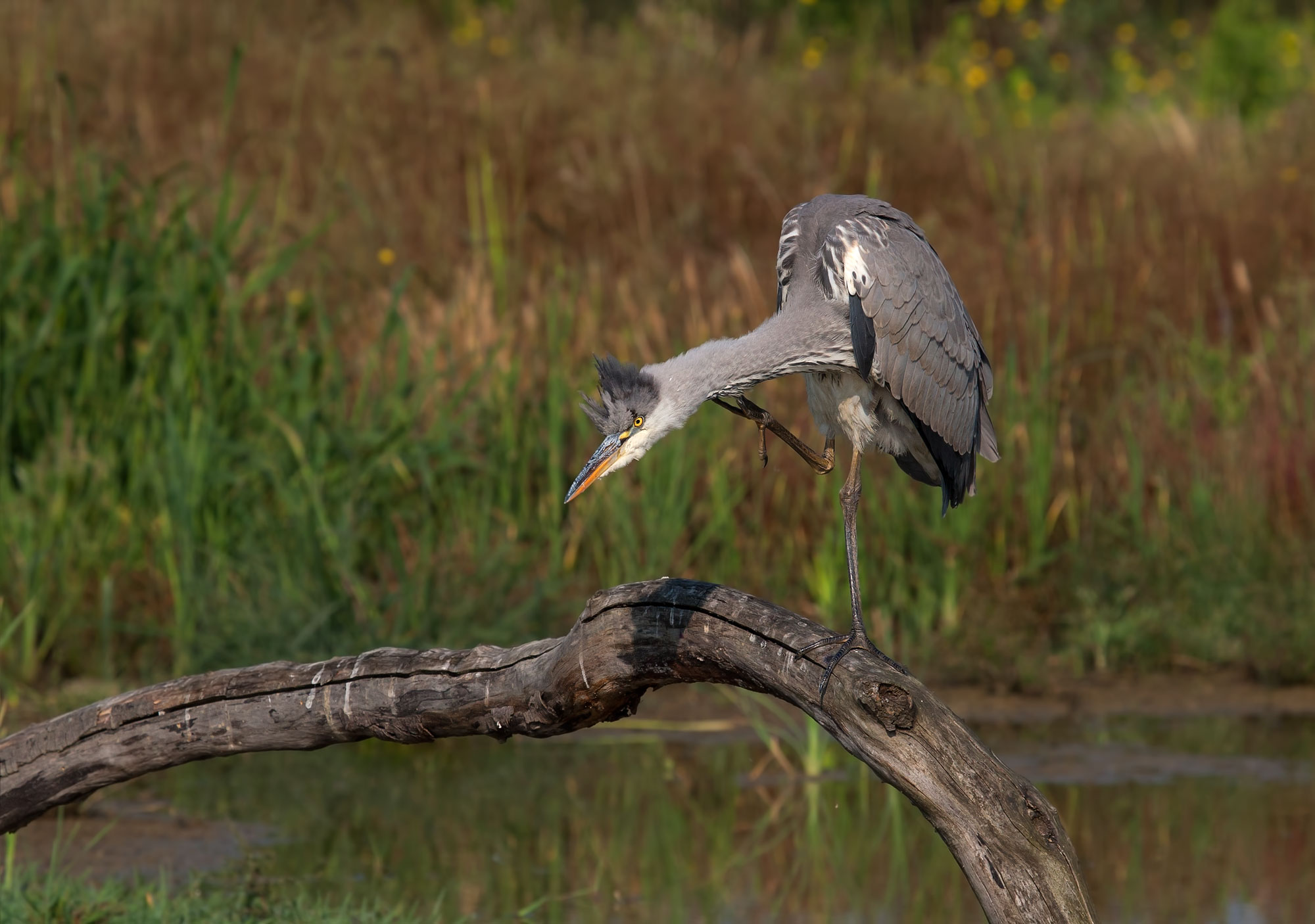 Heron in awakening with stretching
