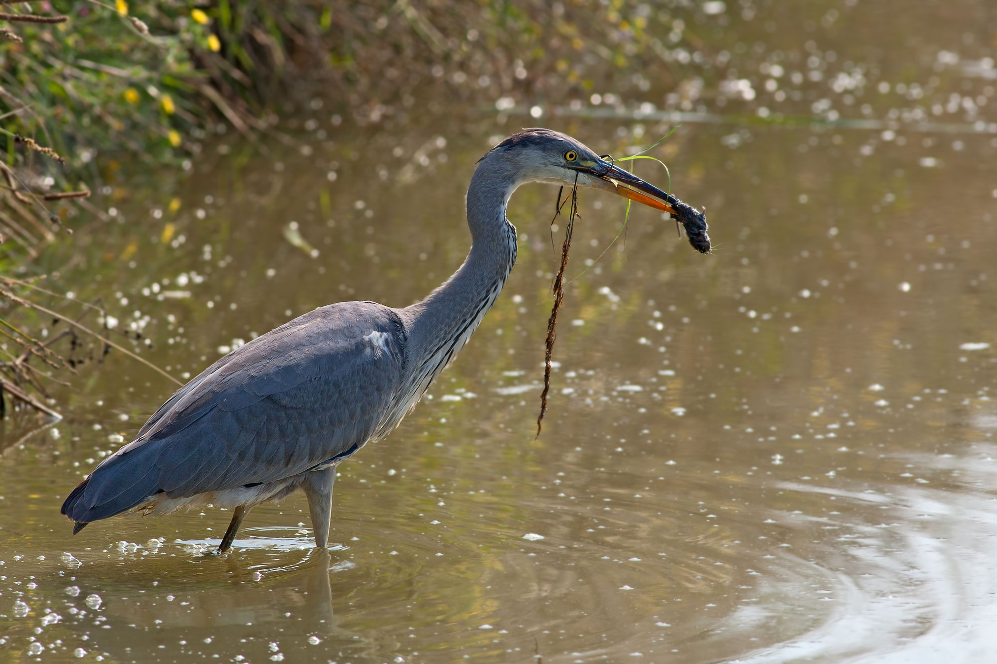 The end of the mouse at breakfast