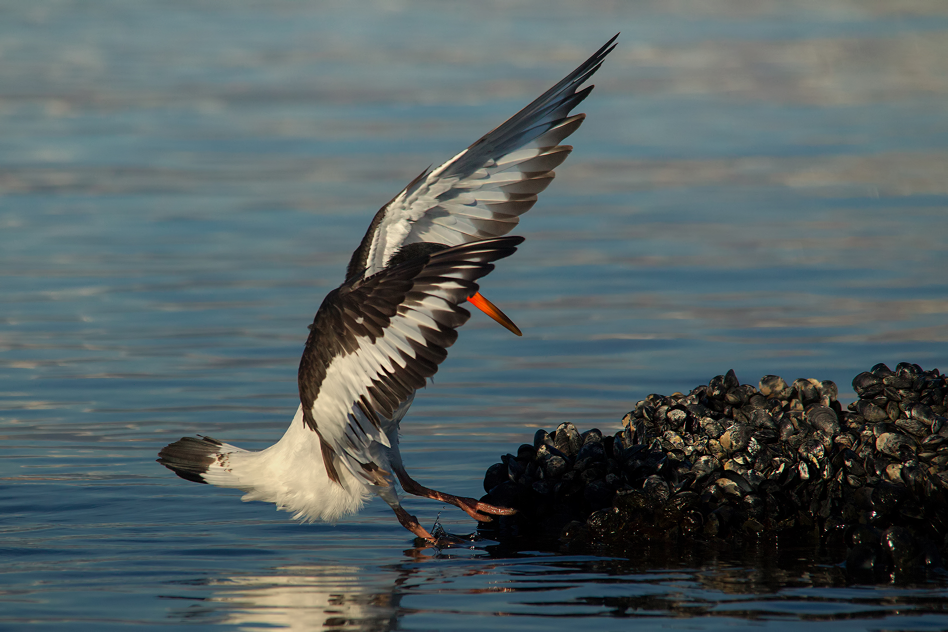 L'arrivo di Batman :-)