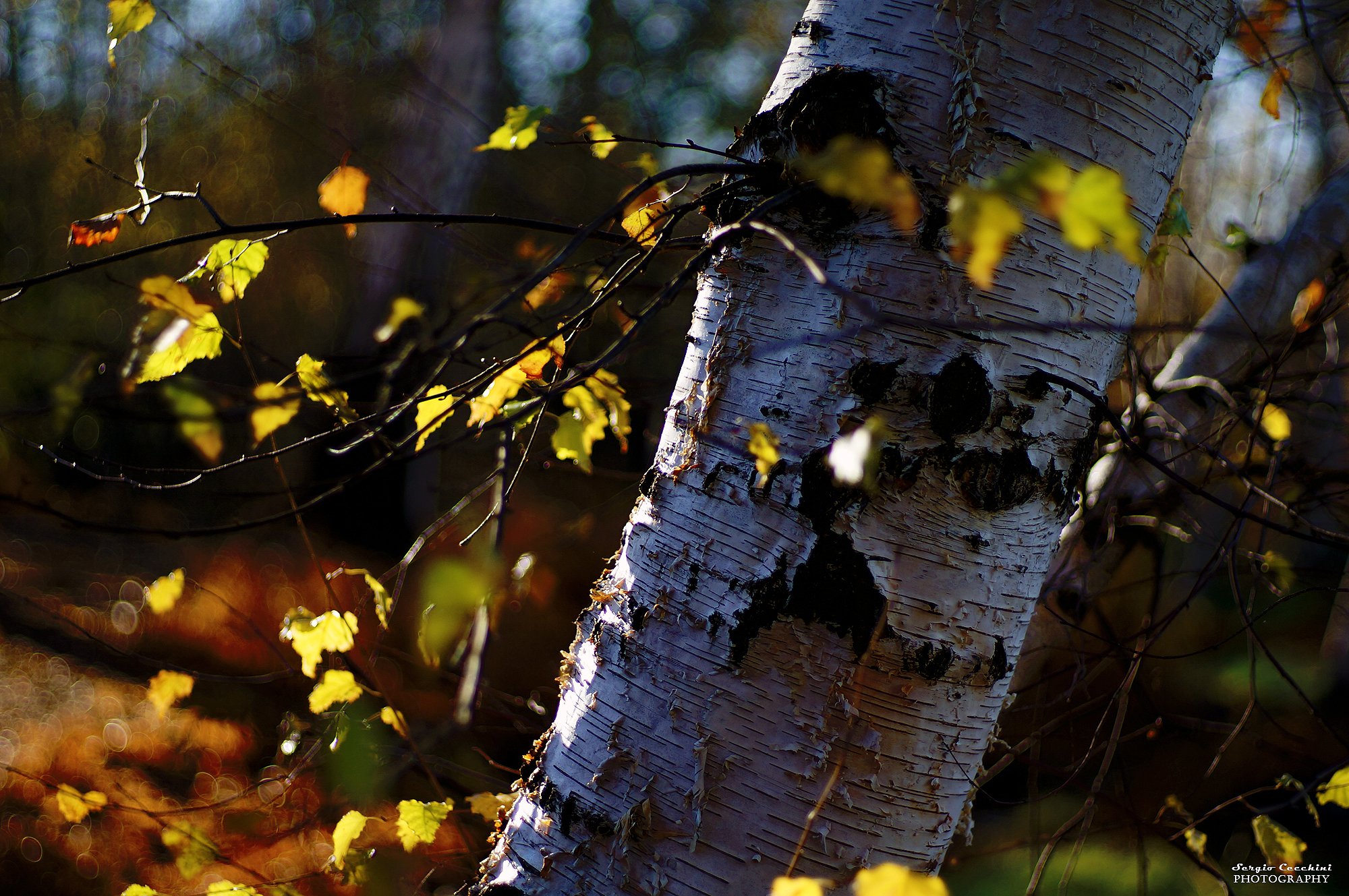 betulle nella luce del mattino